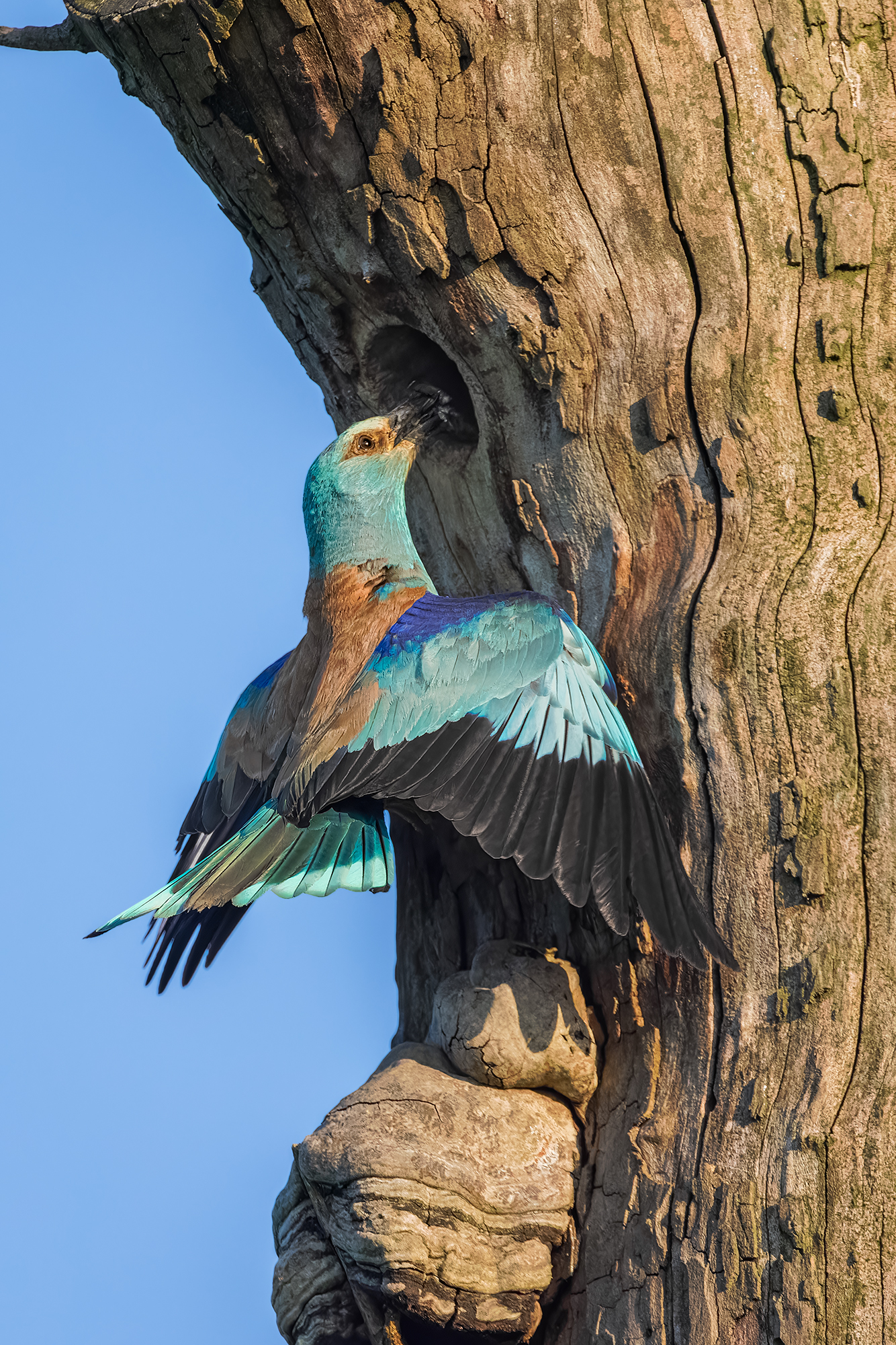Volo al nido