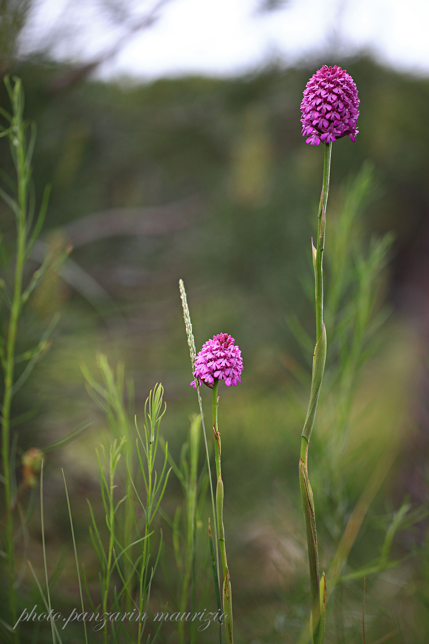 Anacamptis pyramidalis