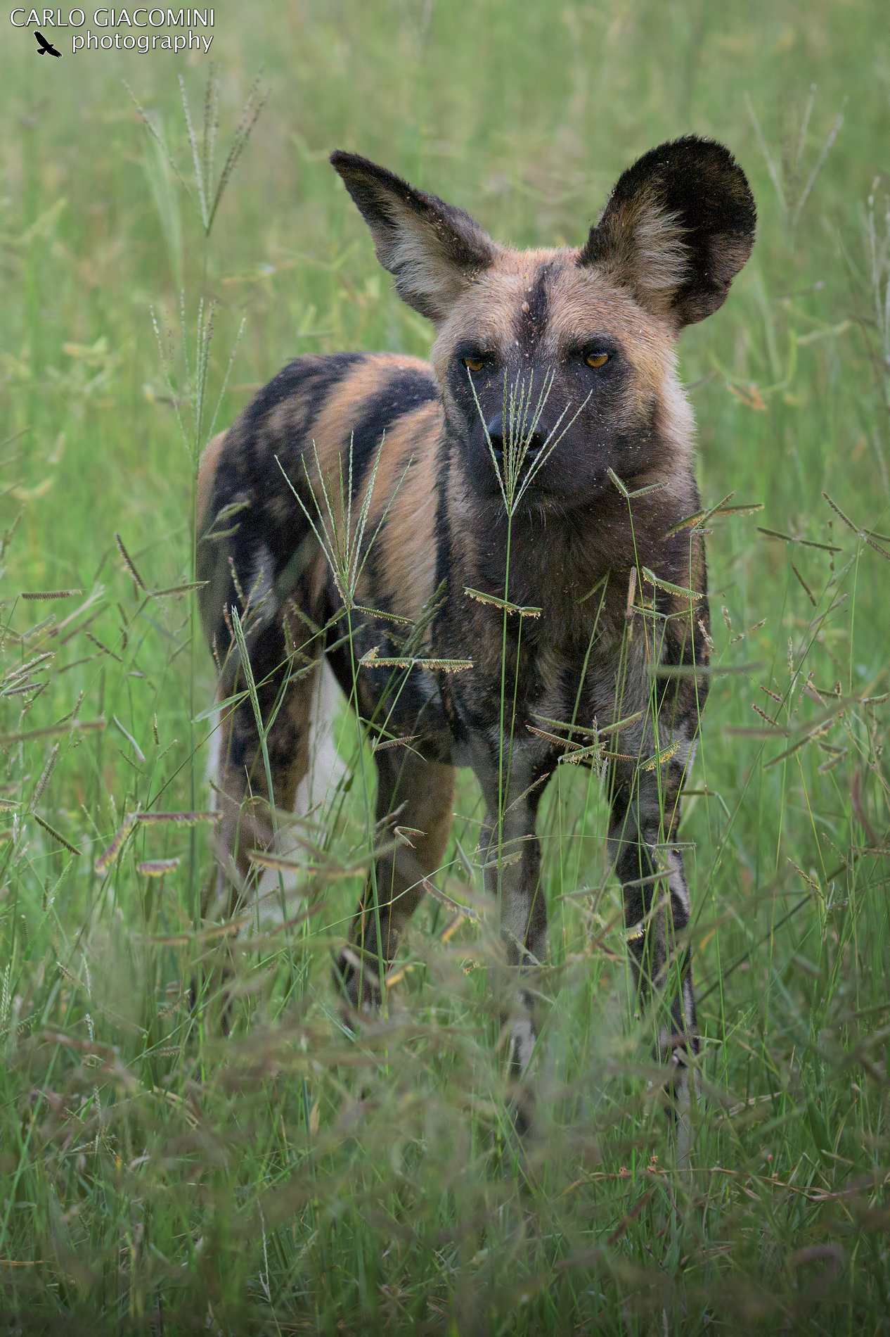 Wild dog