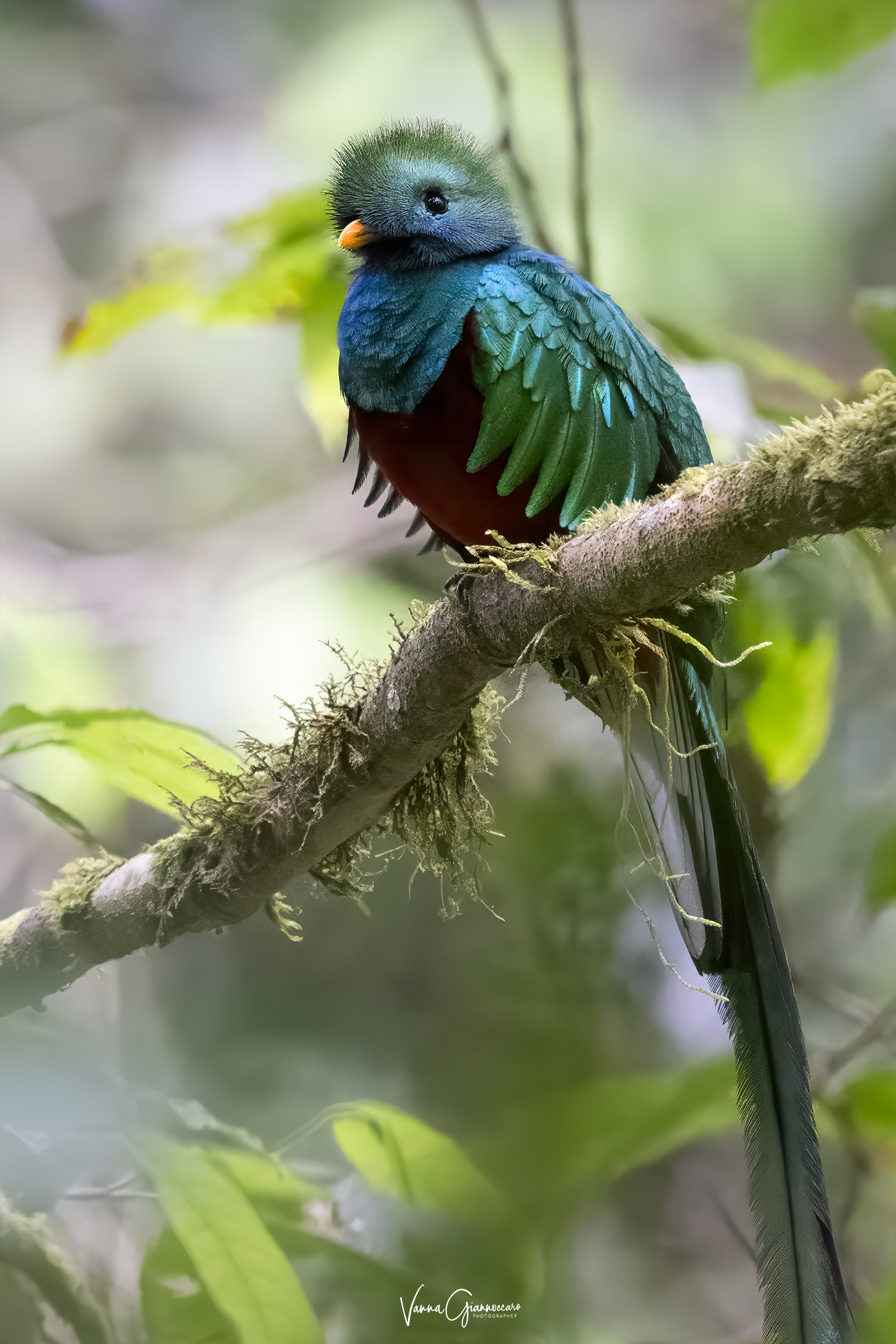 quetzal