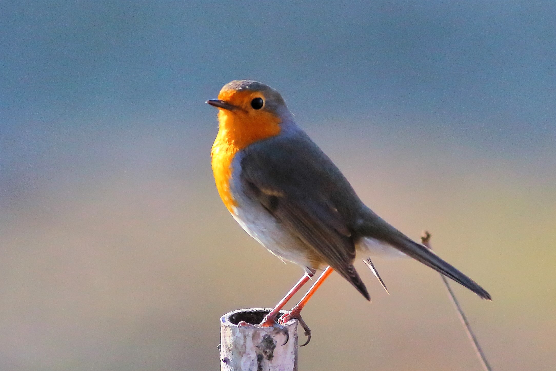 Robin 23 January 2024 - 6210