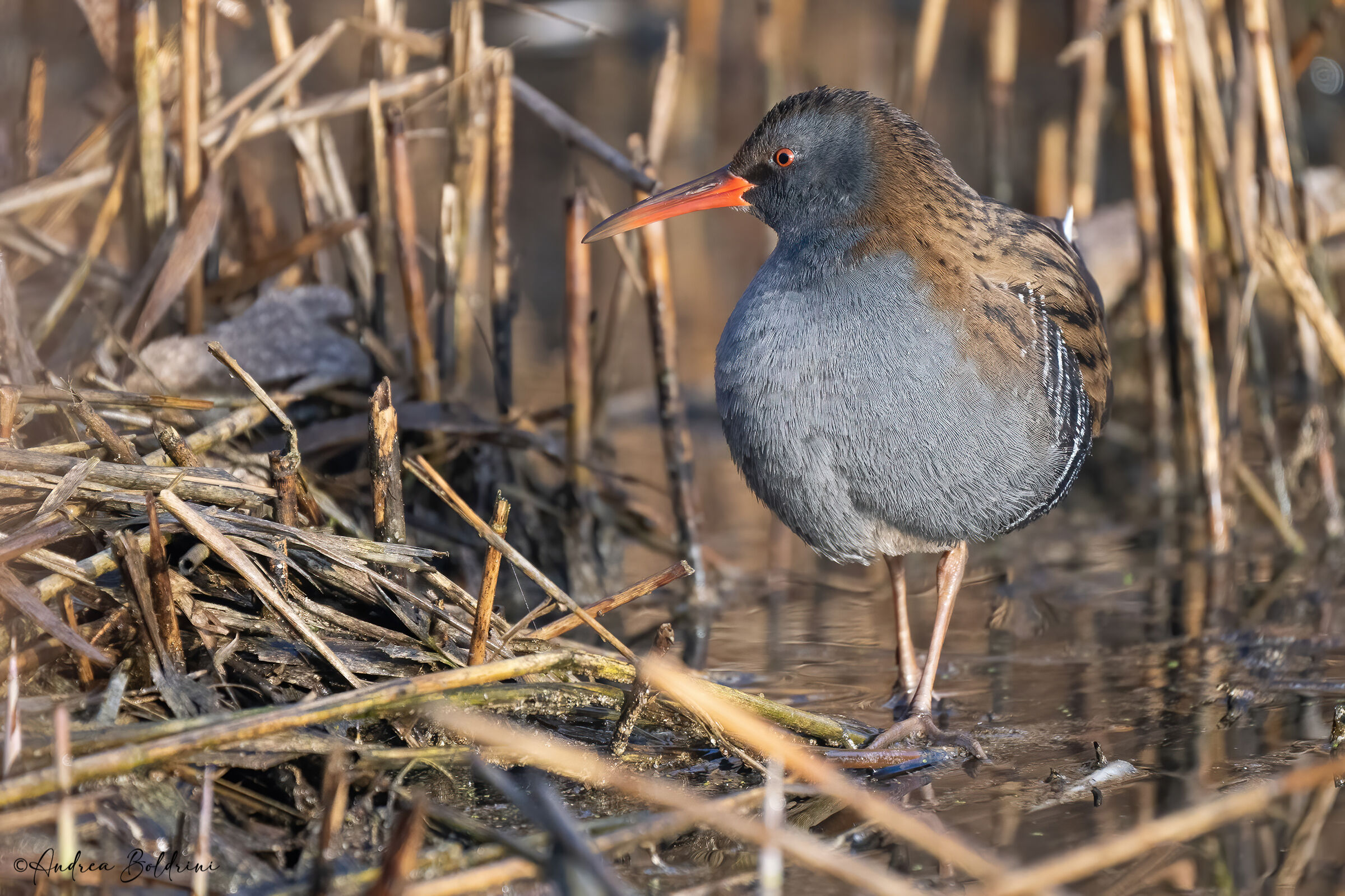Water rail