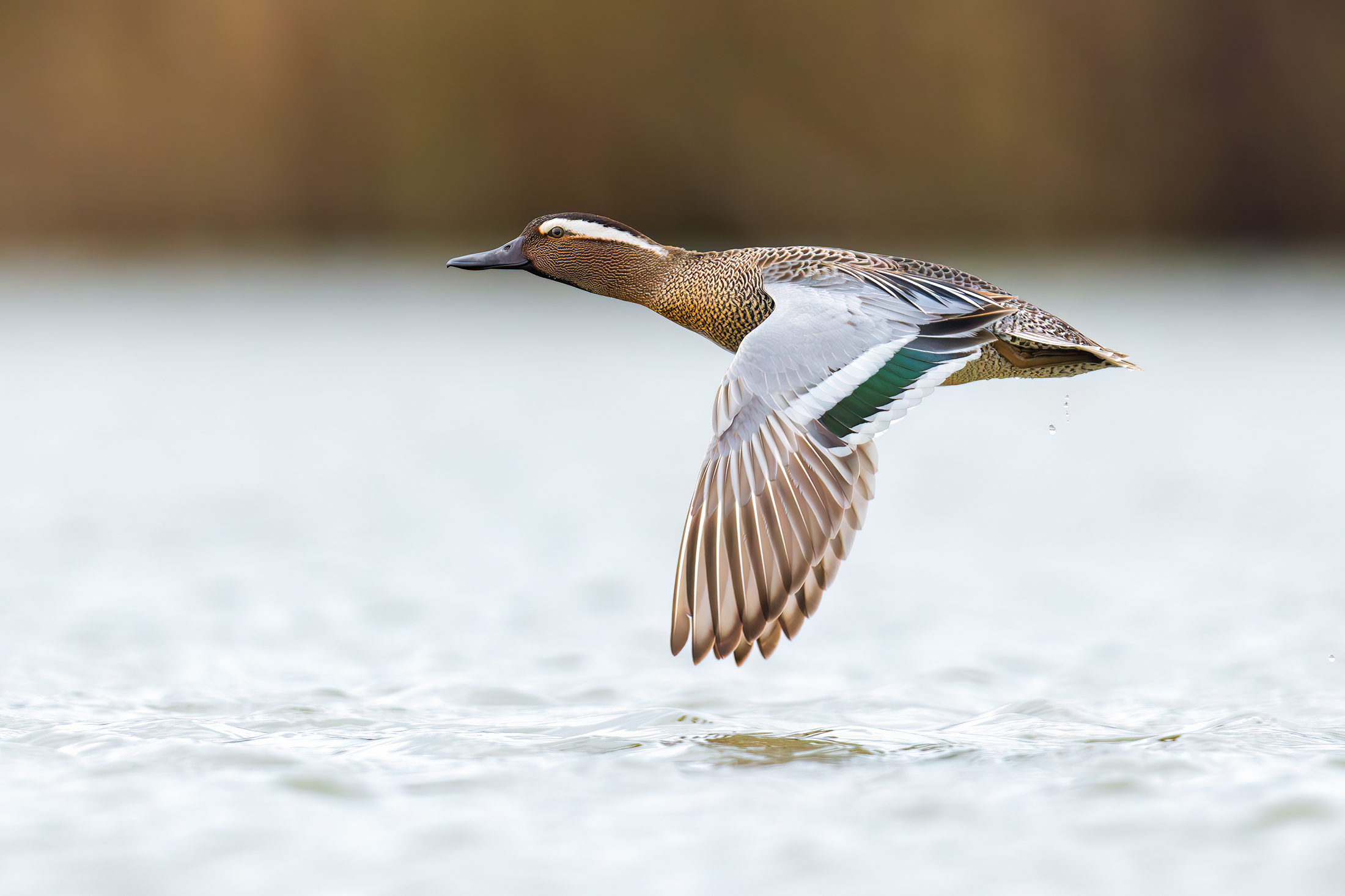 Marzaiola in una giornata di pioggia