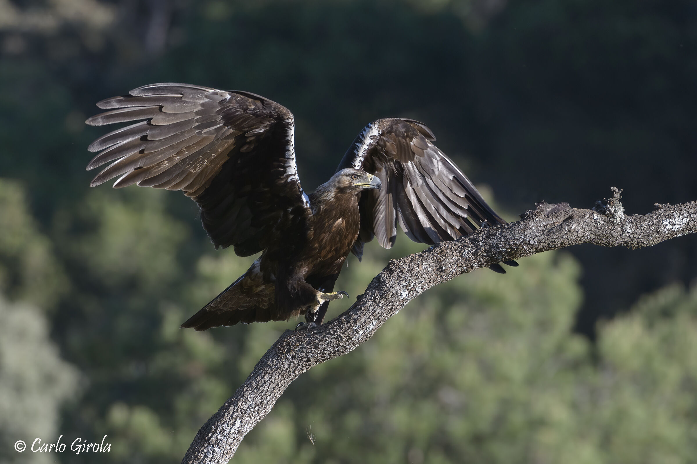 Imperial Eagle (Aquila adalberti)