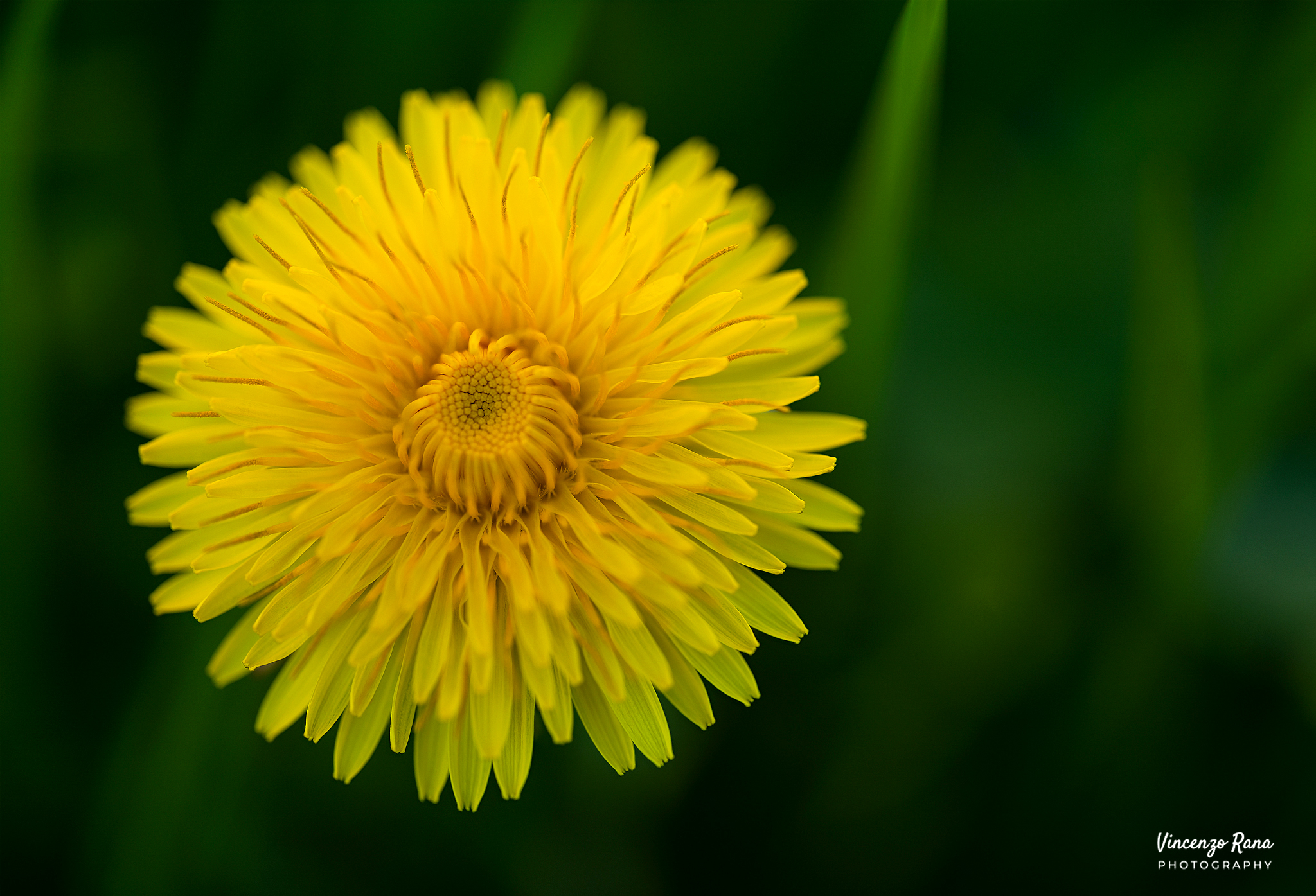 Taraxacum