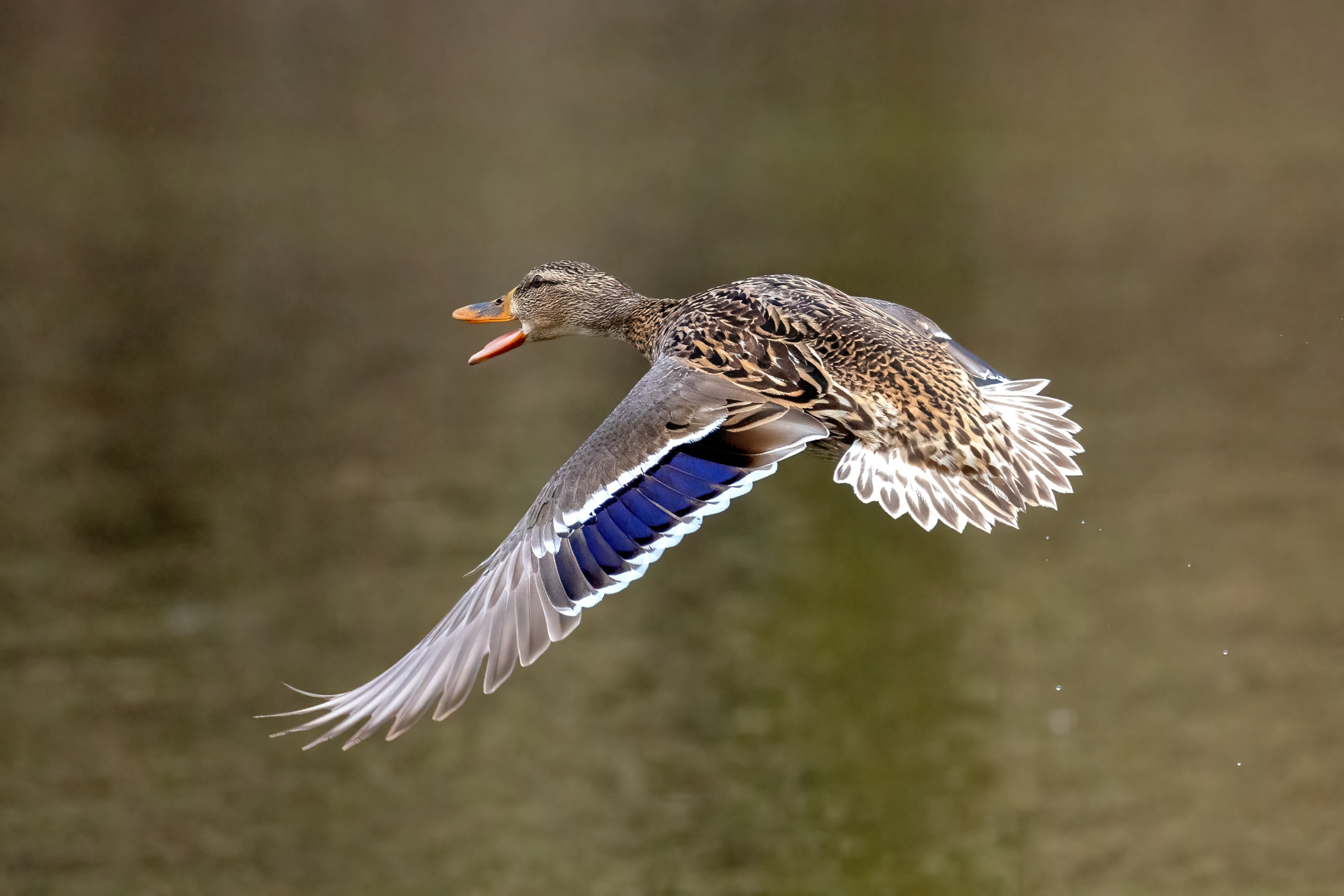 Mallard (Anas platyrhynchos)