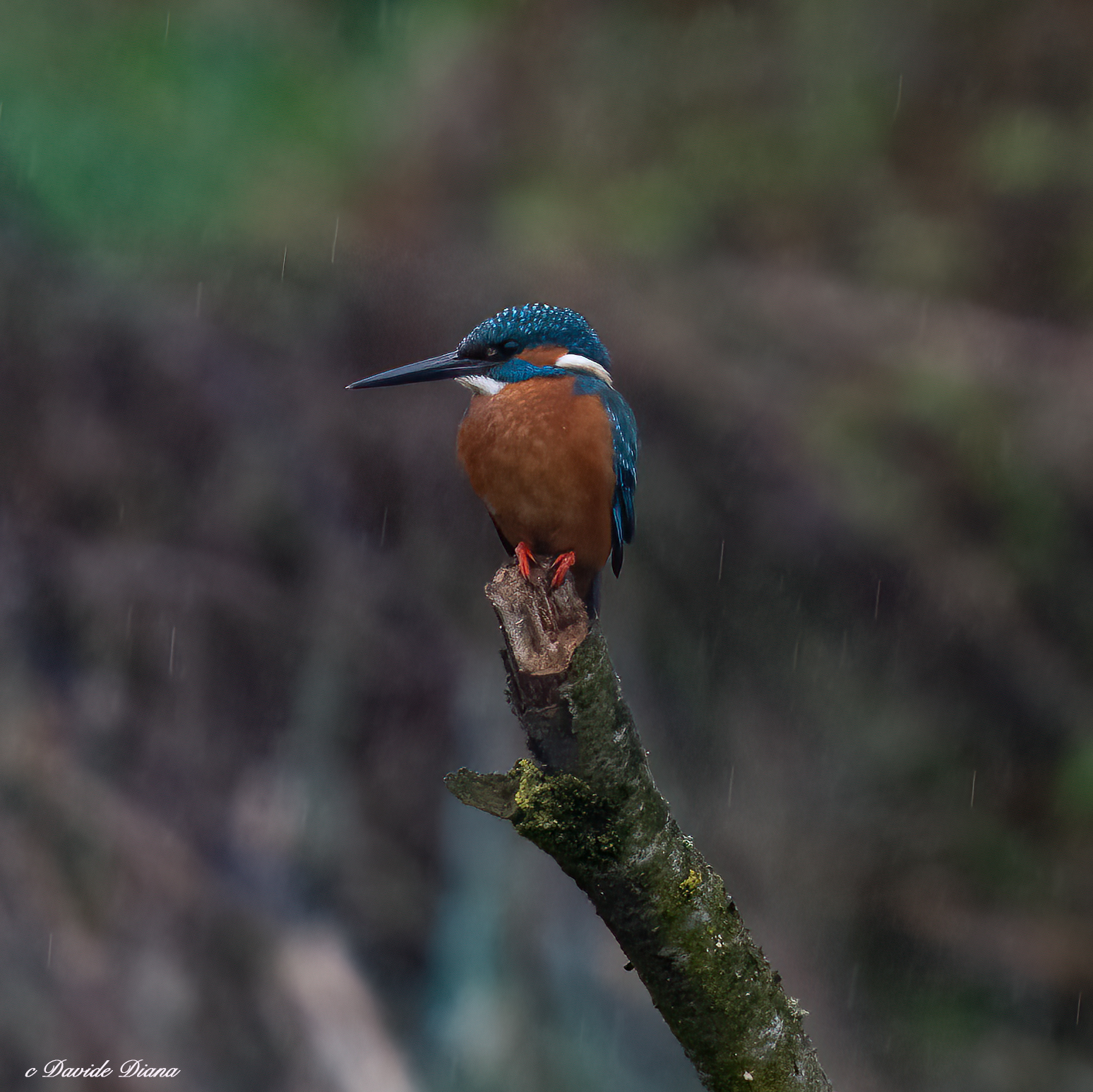 Martin Pescatore - Kingfisher