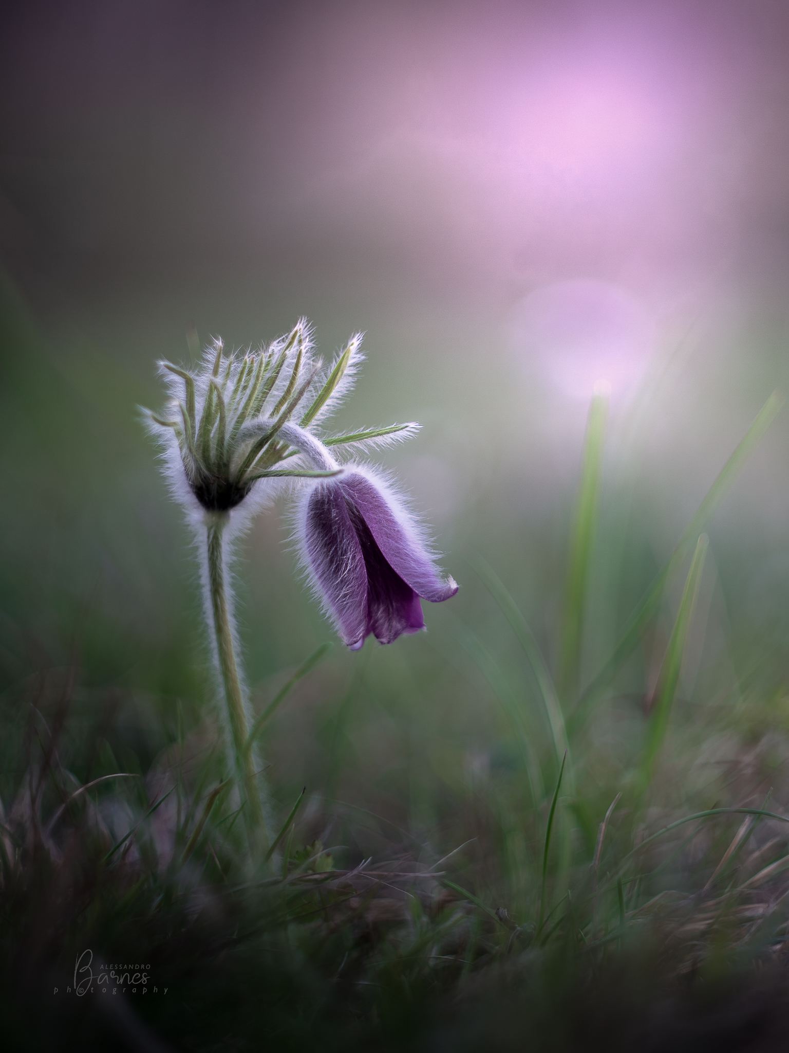 Pulsatilla montana  -vintage lens-