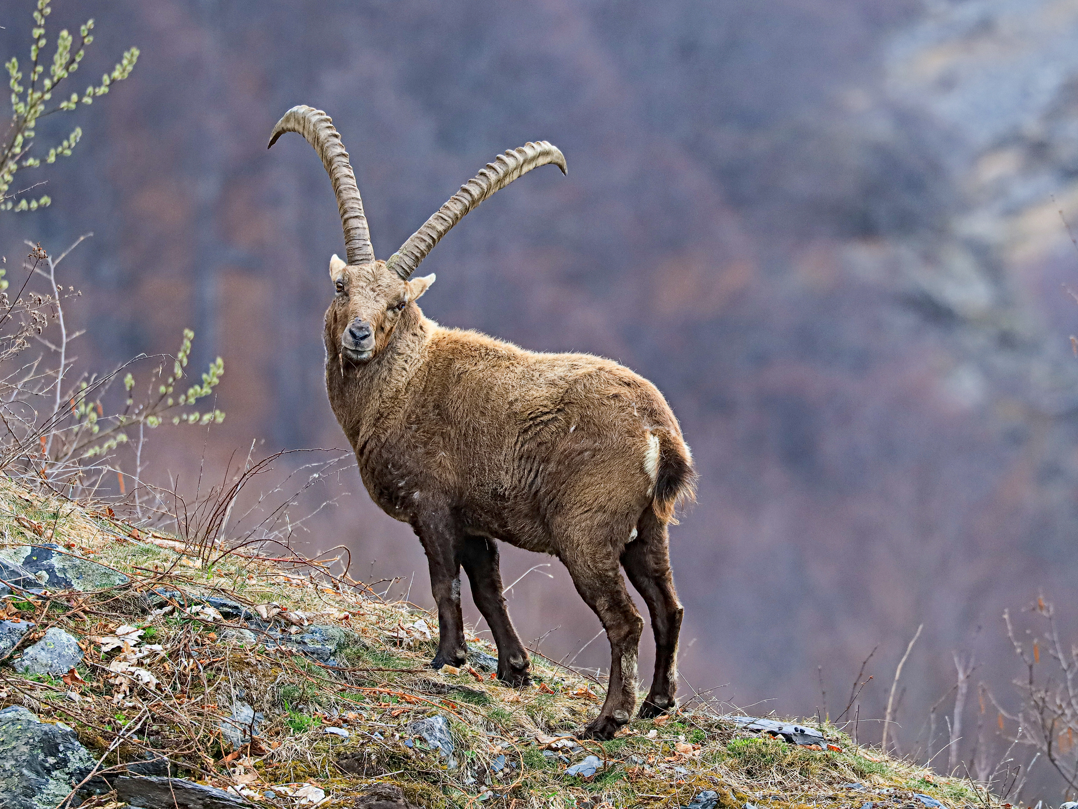 Ibex