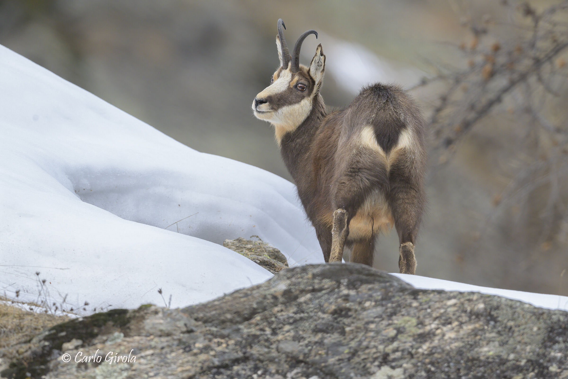 Chamois