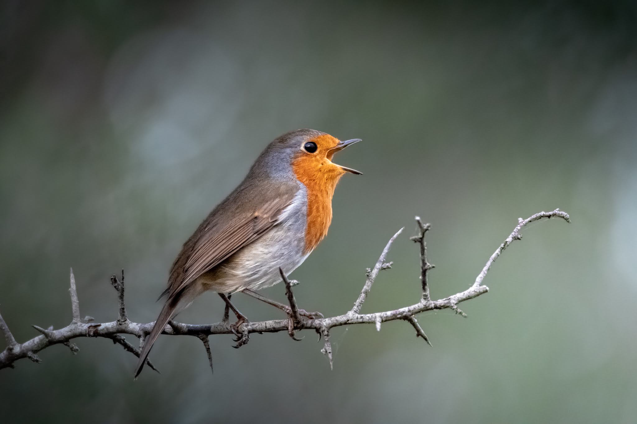 Singing