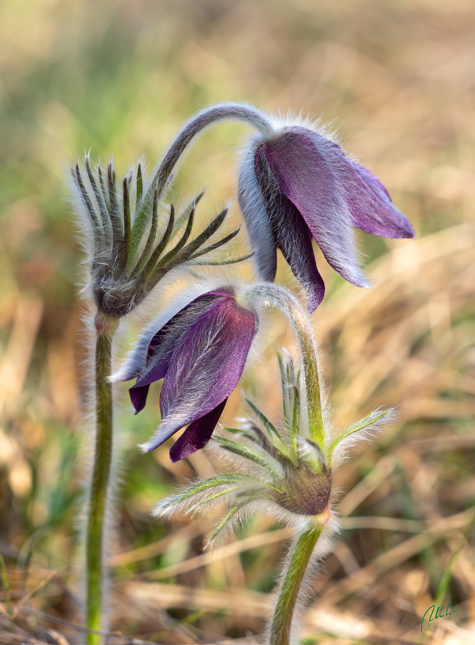 Pulsatilla montana