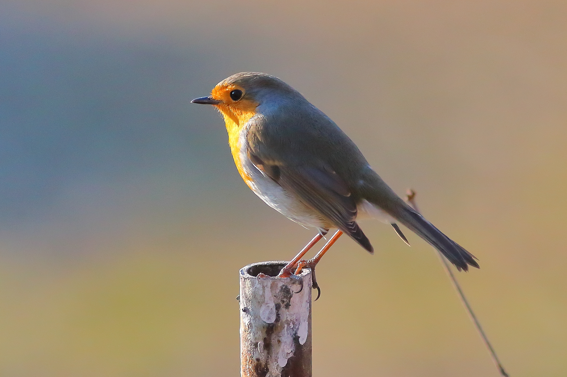 Robin 23 January 2024 - 6220