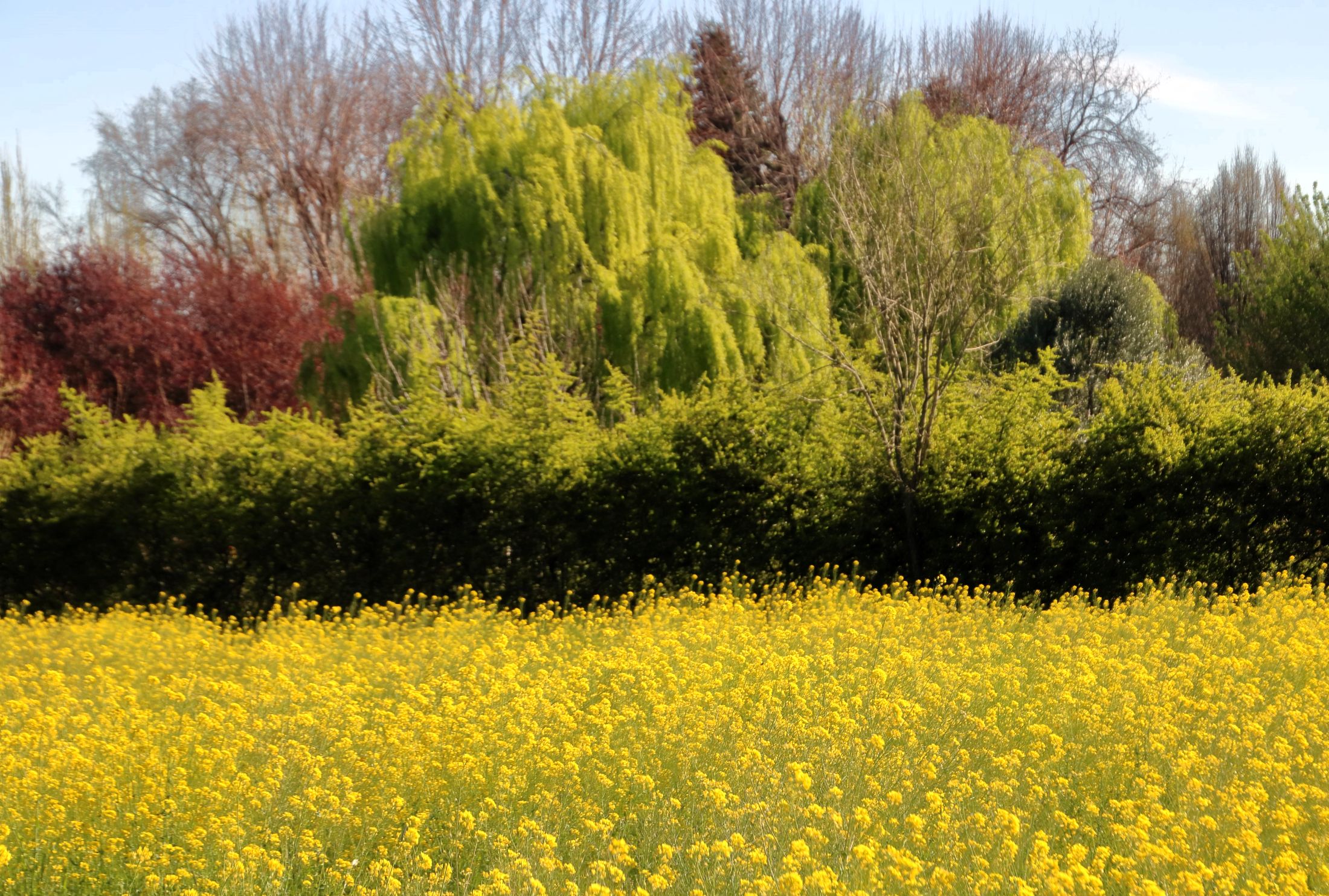 Il campo giallo