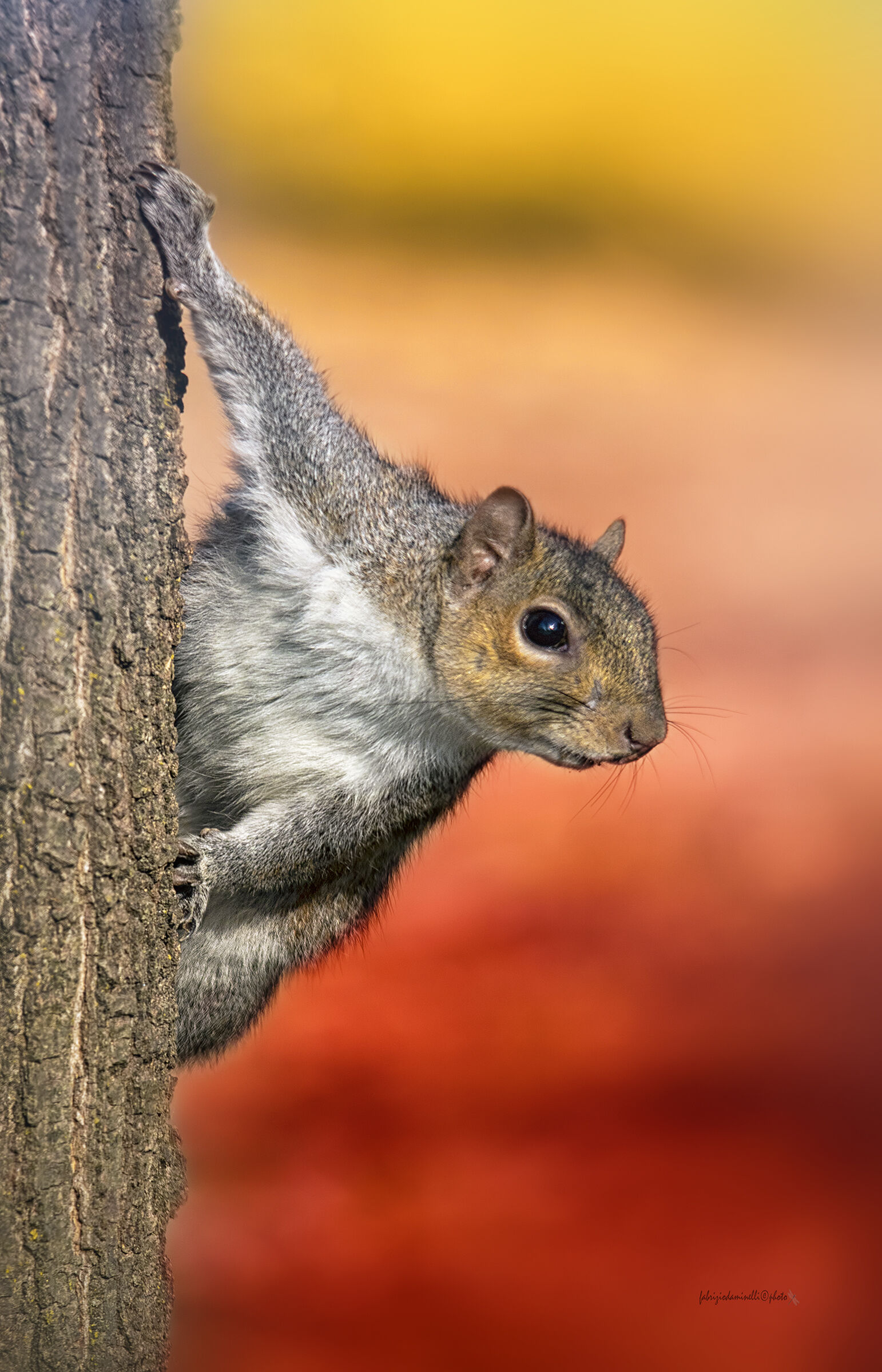 Sciurus carolinen