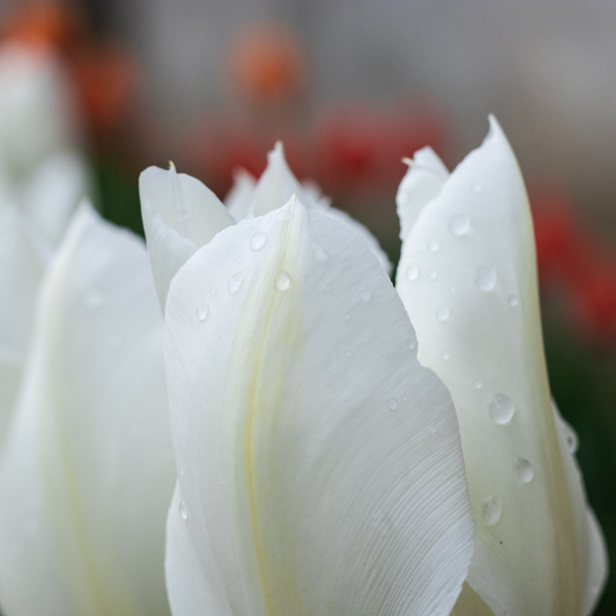 Tulips...
