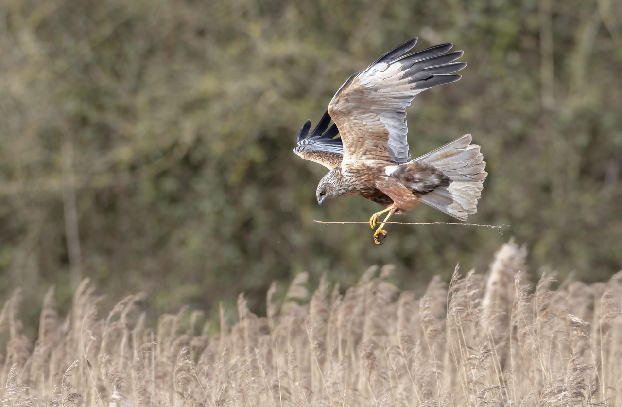 Falco di palude