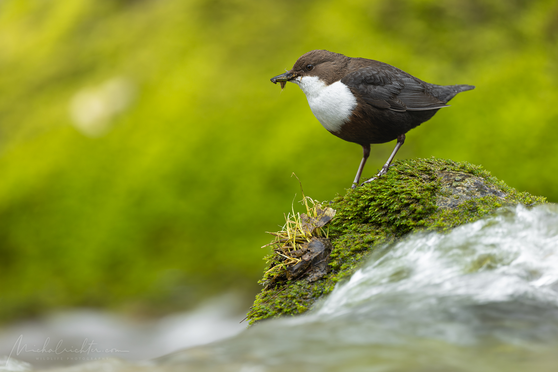 Cinclus cinclus (Merlo acquaiolo golabianca)