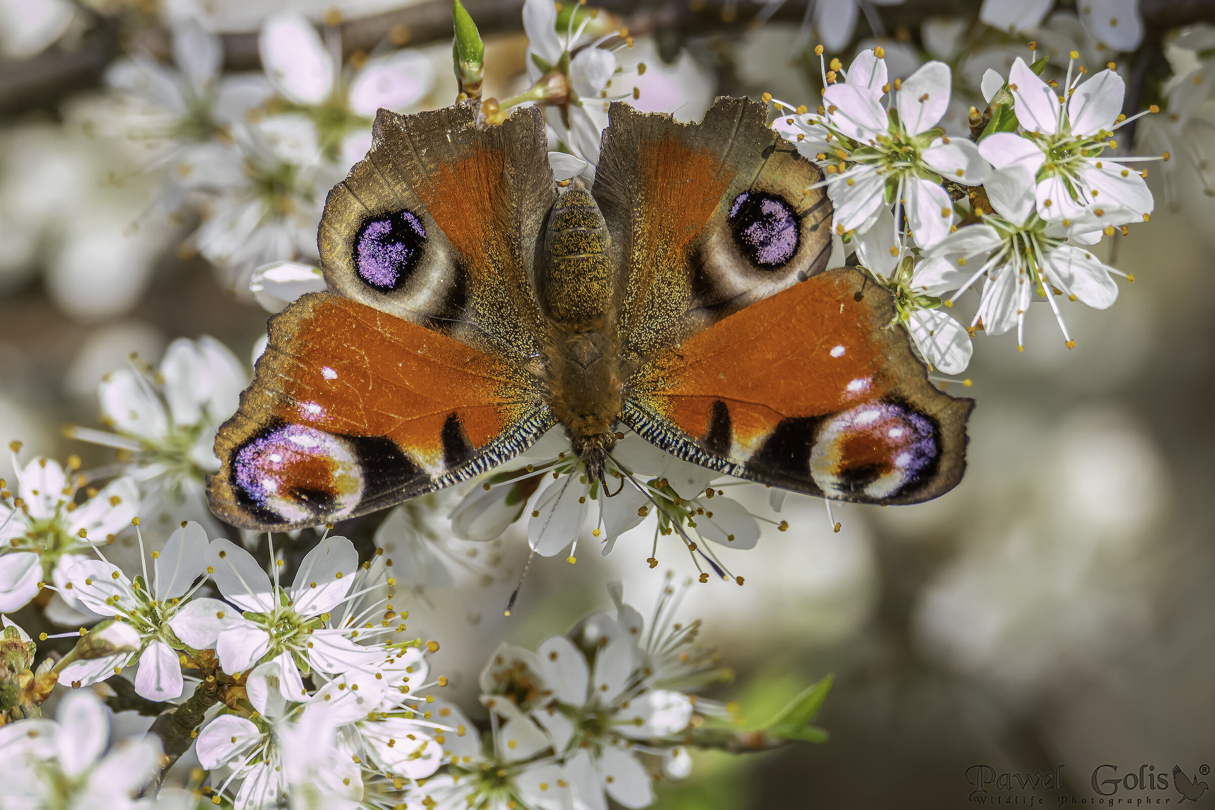 Pavone europeo (Aglais io)