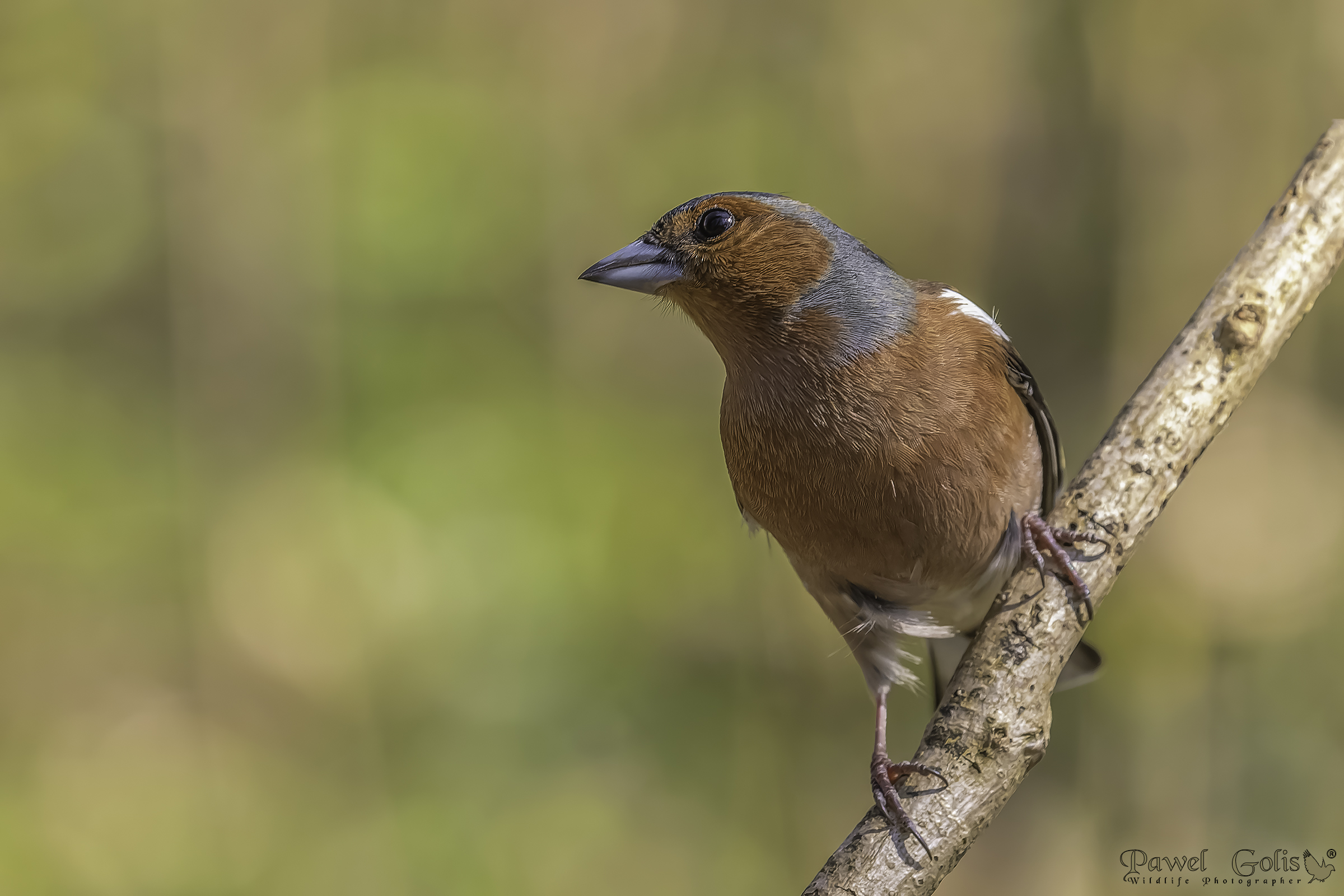 Fringuello comune (Fringilla coelebs)