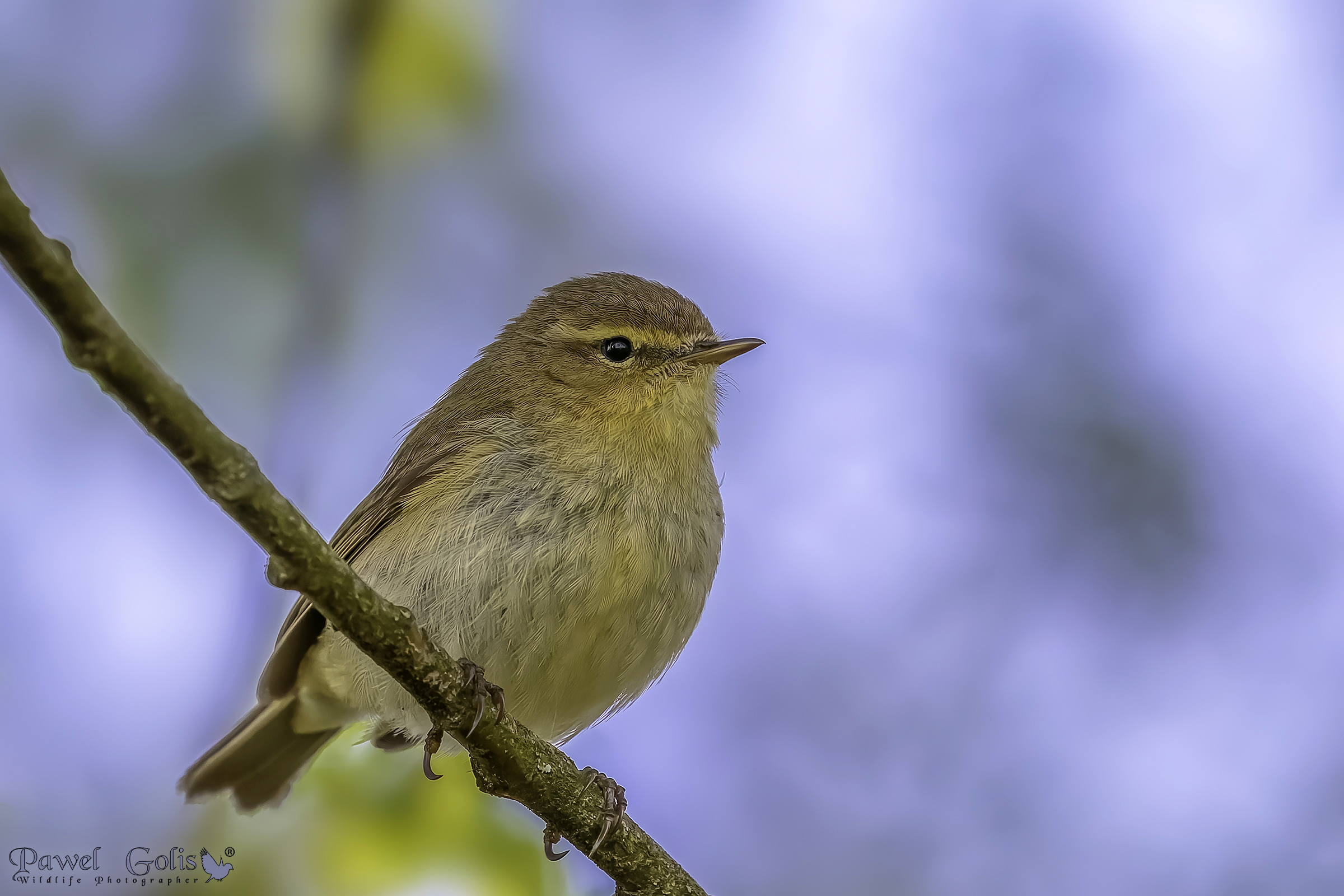 pula comune (Phylloscopus collybita)