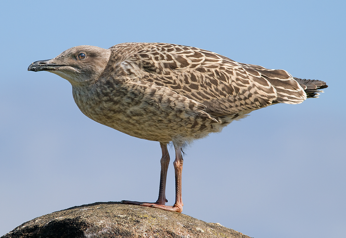 immaturi gabbiano reale