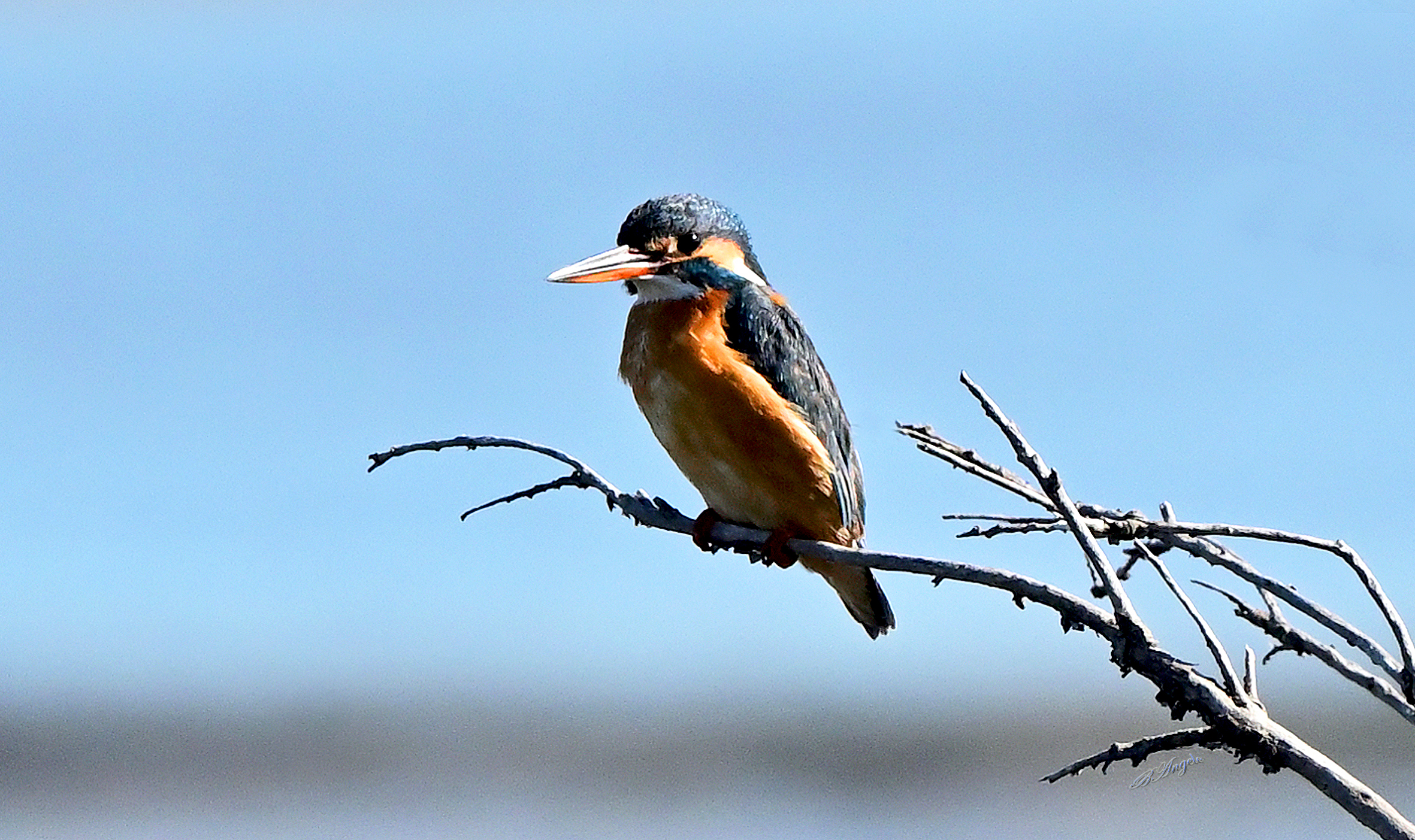 Martin pescatore (f)