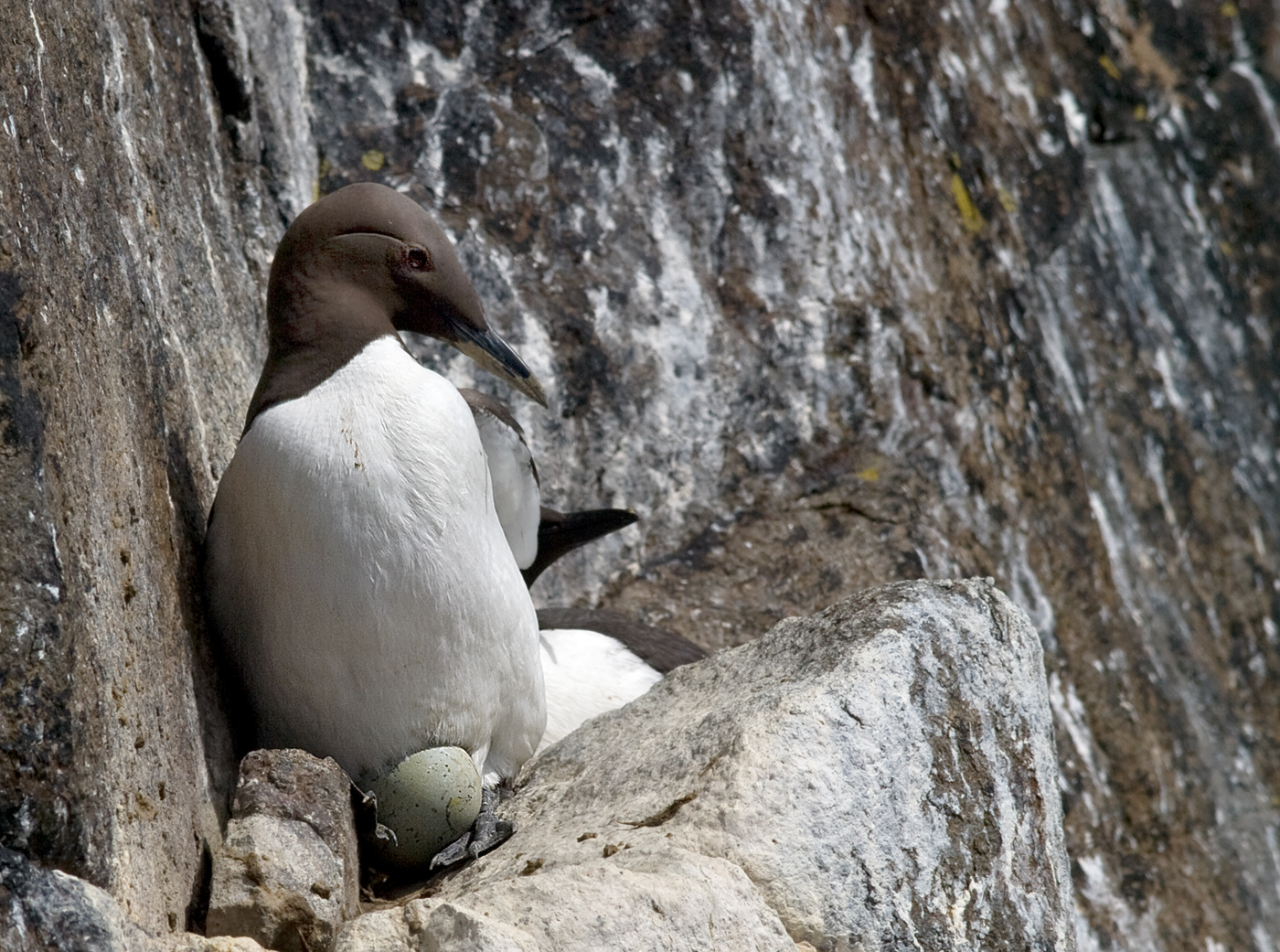 Guillemot con uovo