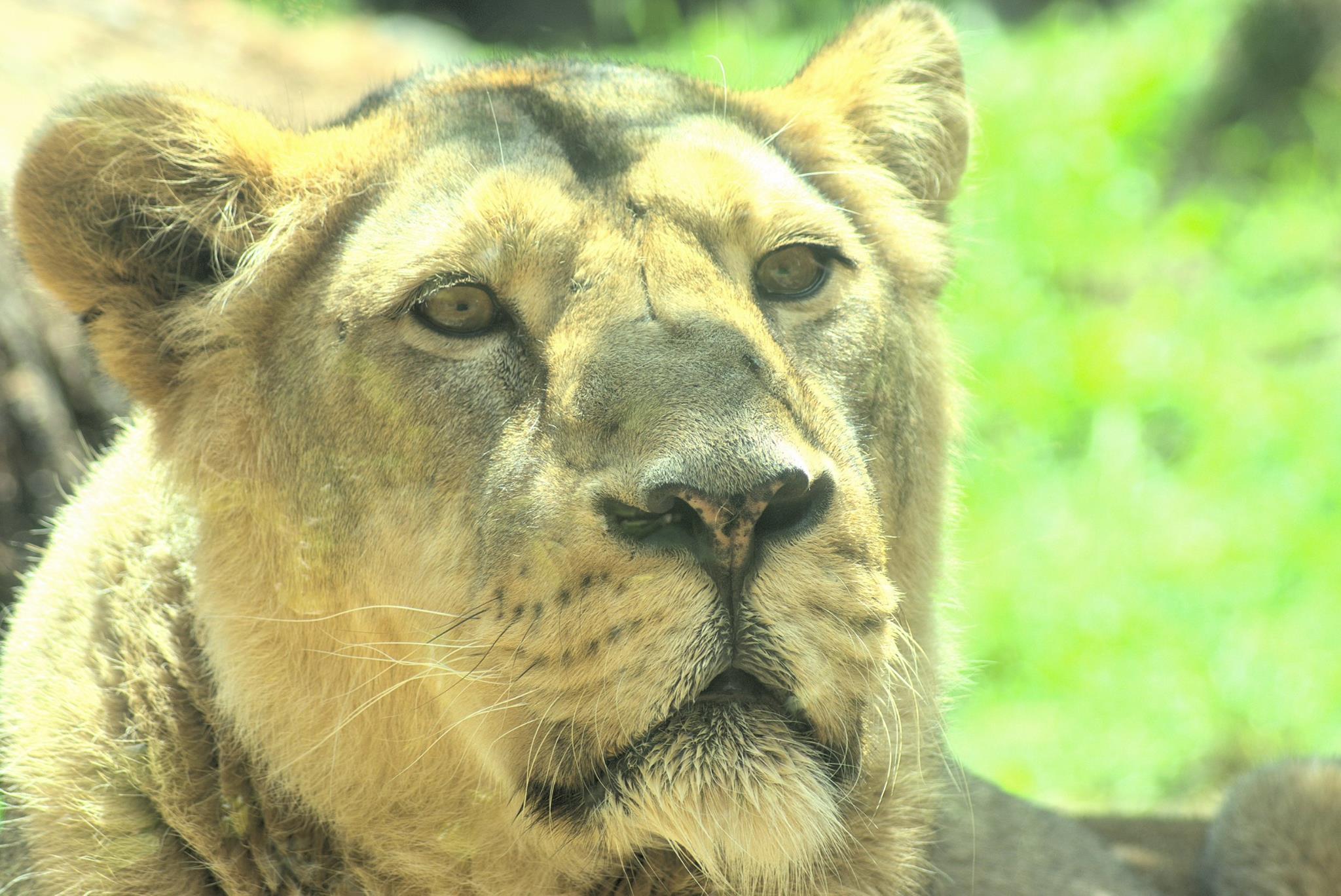 Lioness