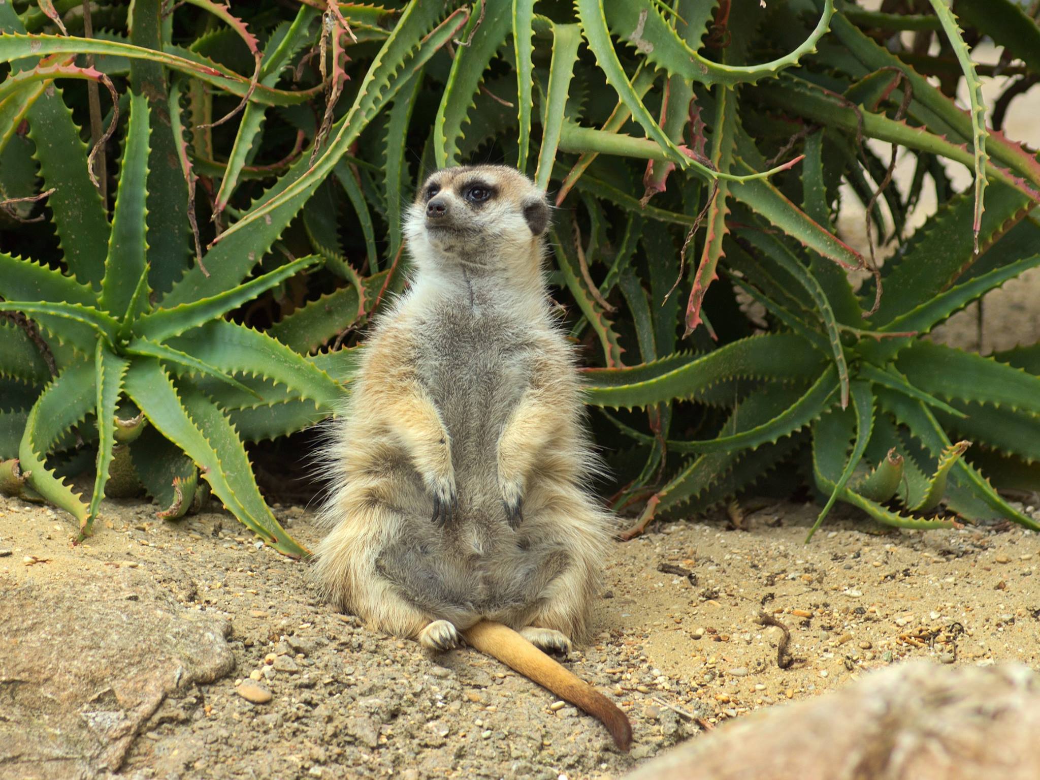 Meerkat