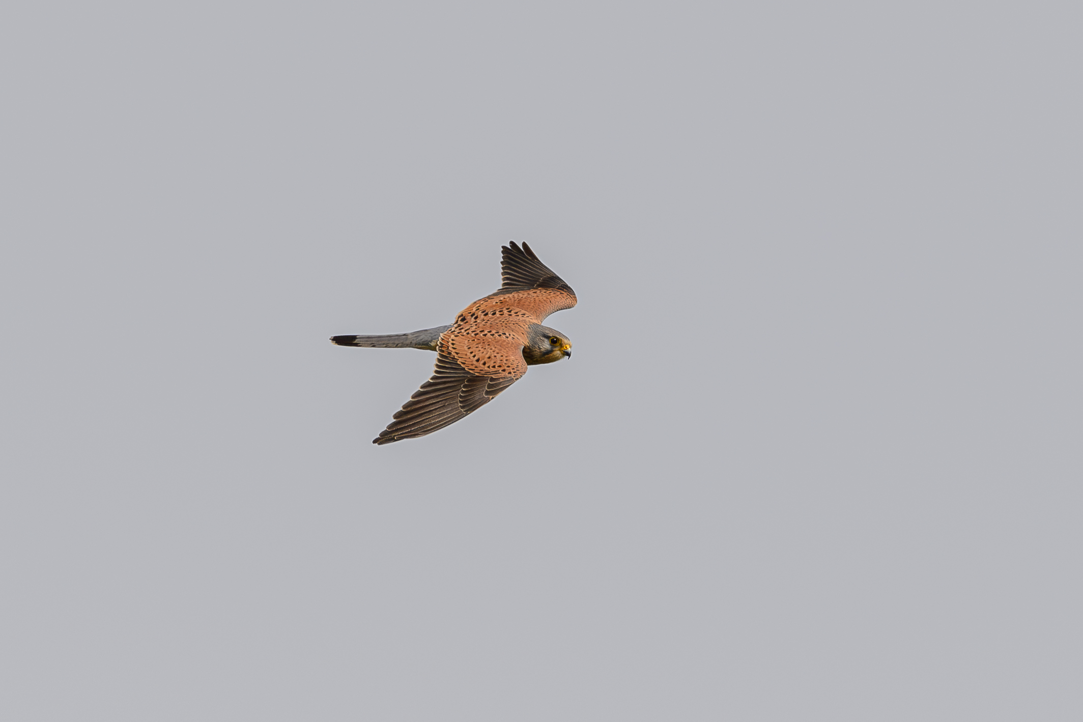 Kestrel