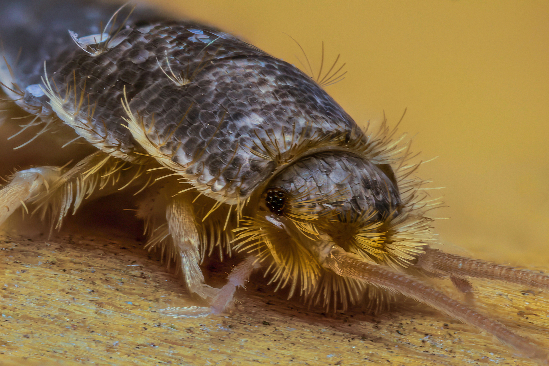 Lepisma saccharina (silverfish)