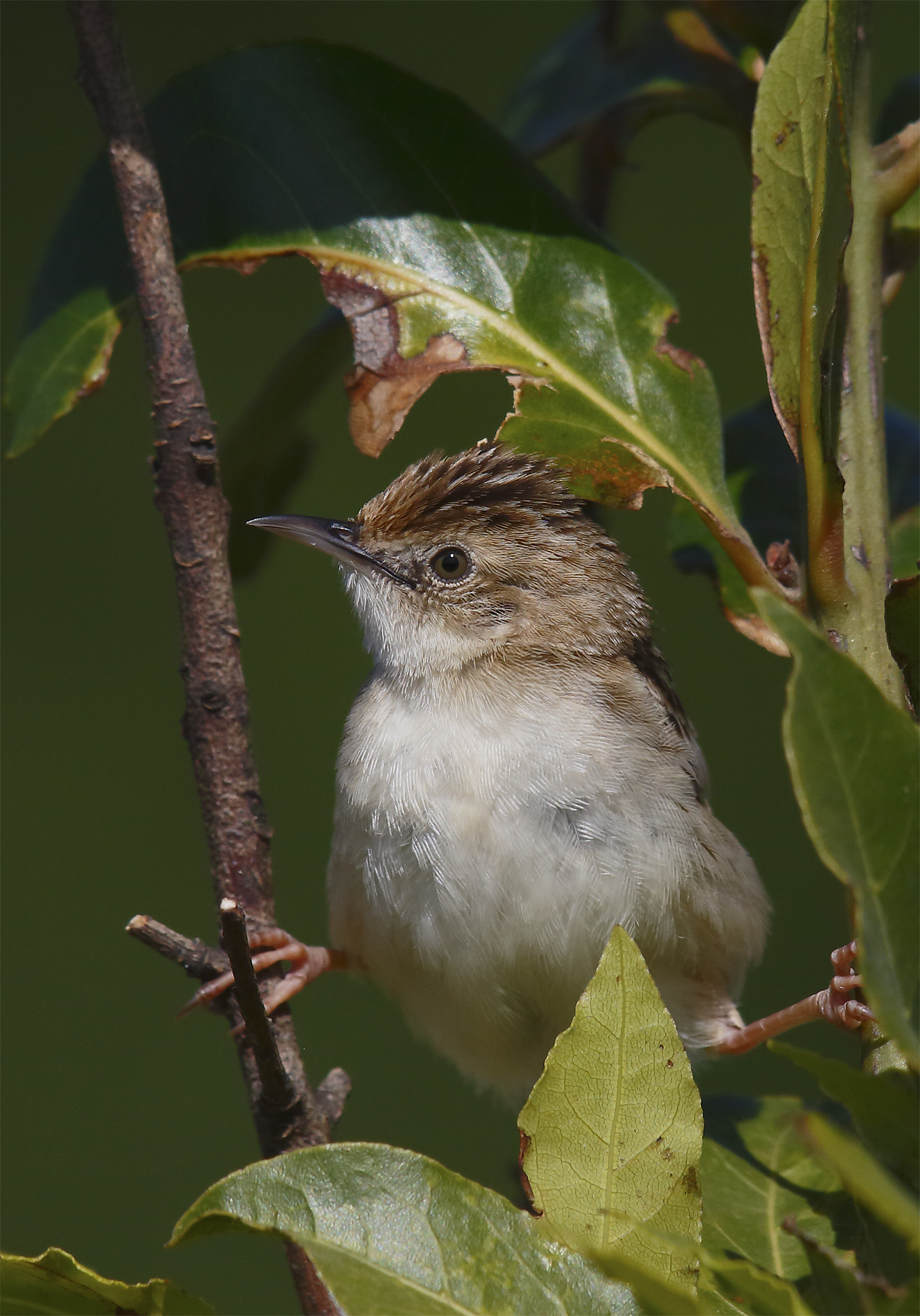 Zitting Cisticola