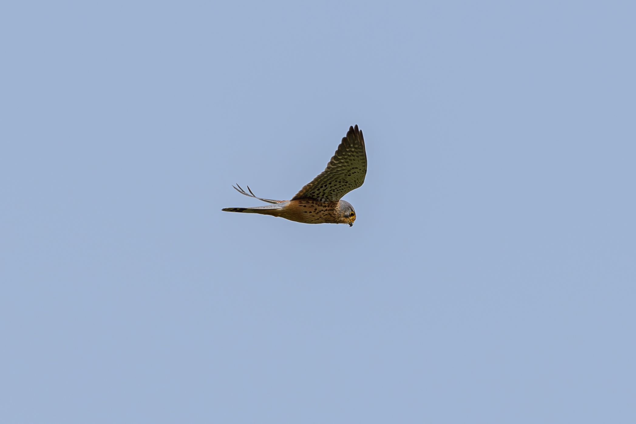 Kestrel