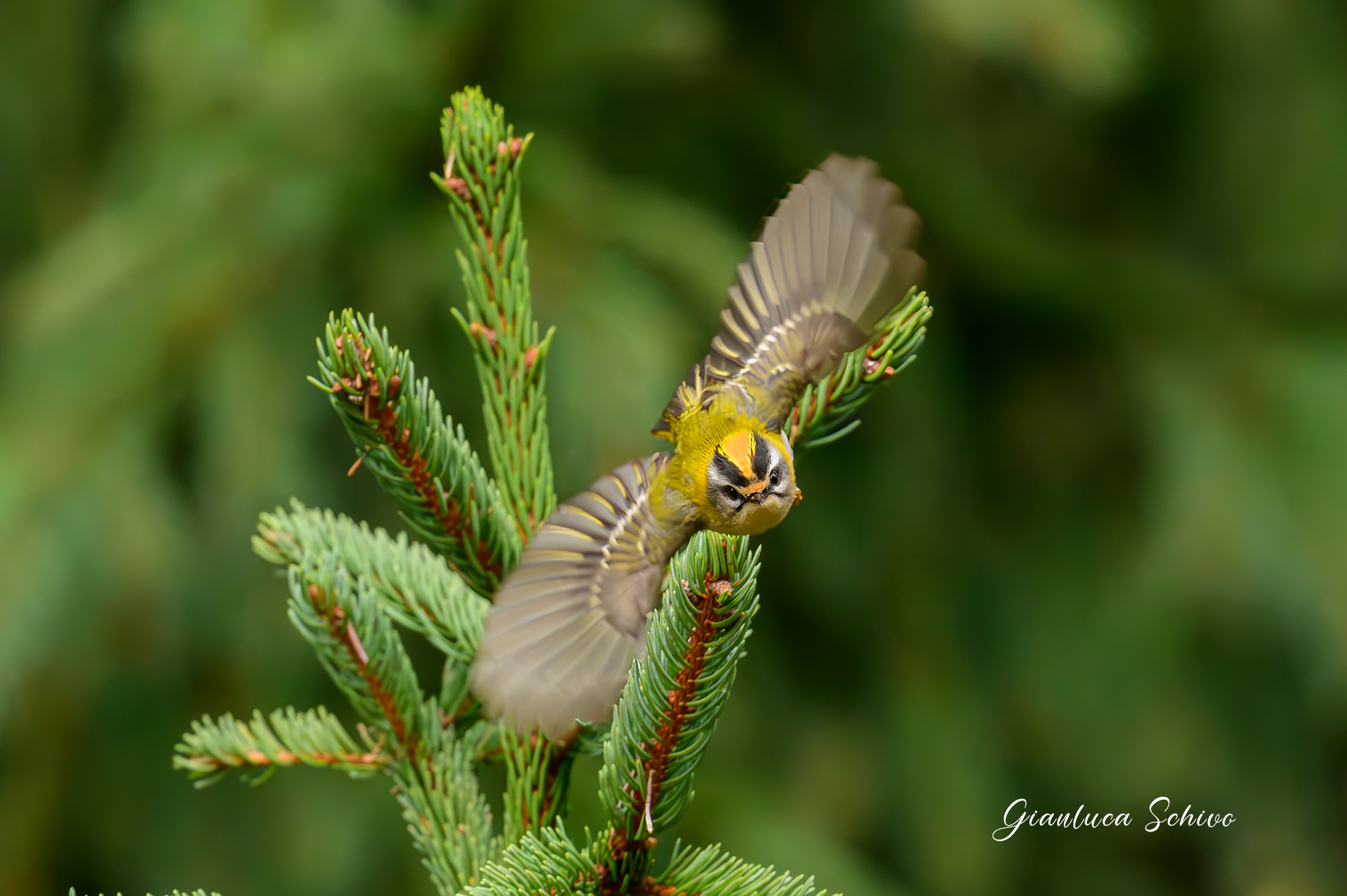 Firecrest
