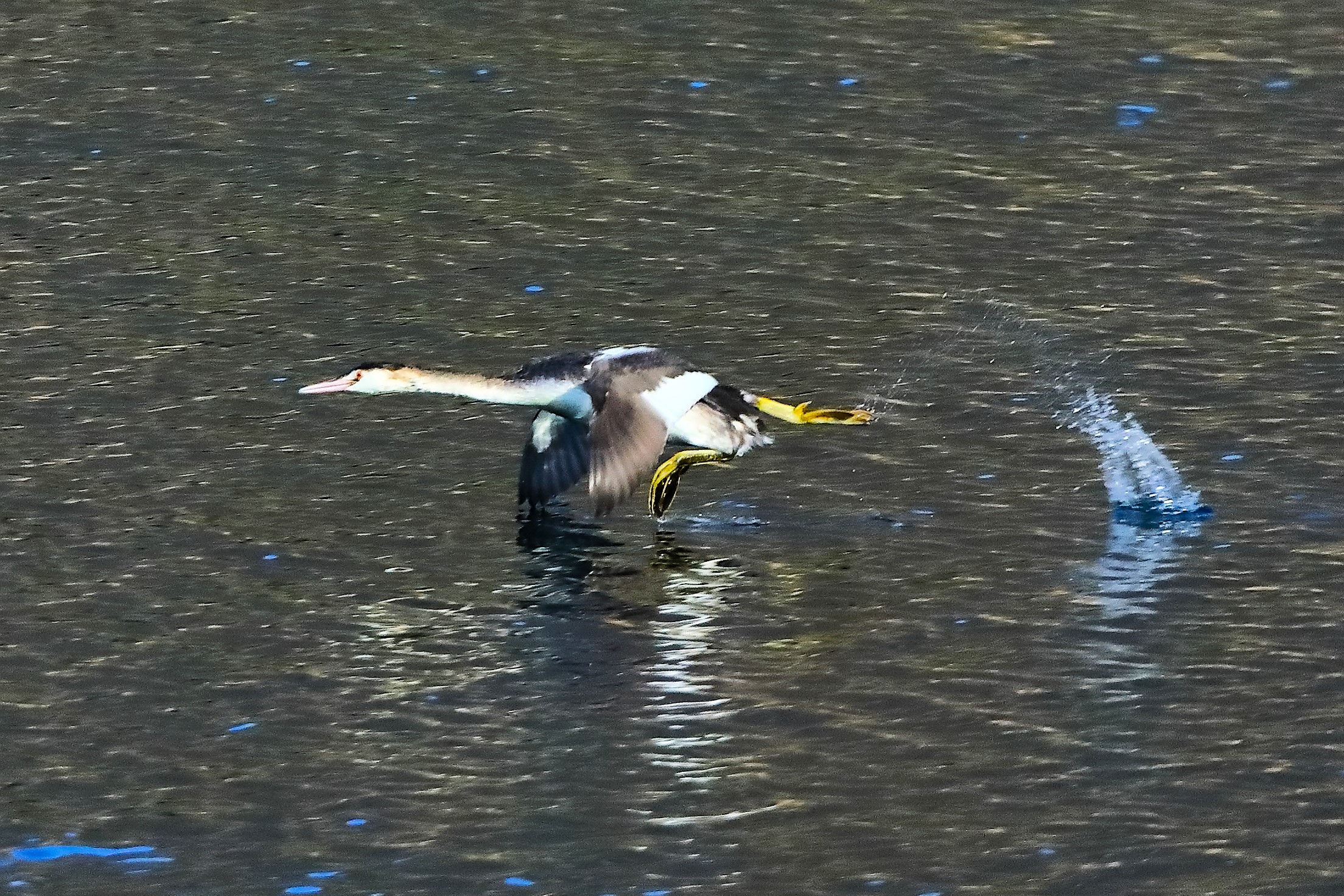 Grebe 24 January 2024 - 0038