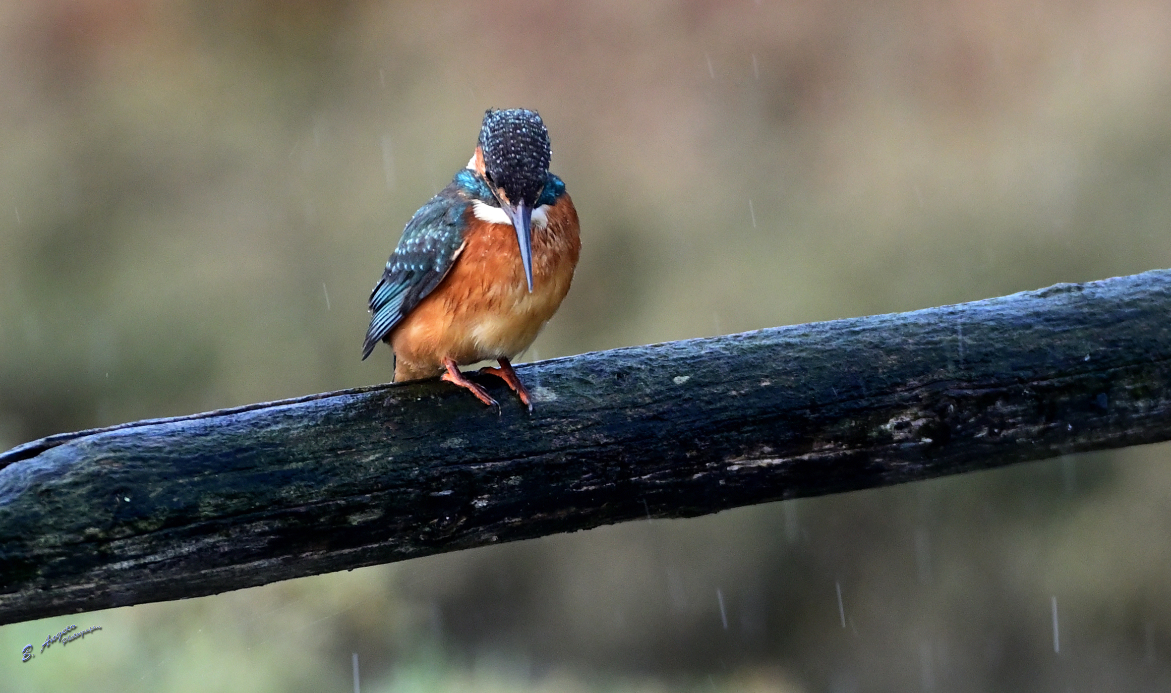 " Martina sotto la pioggia "
