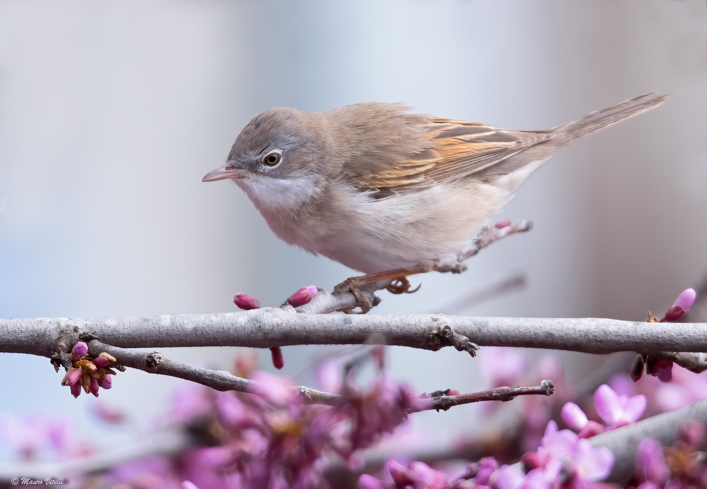 Whitethroat
