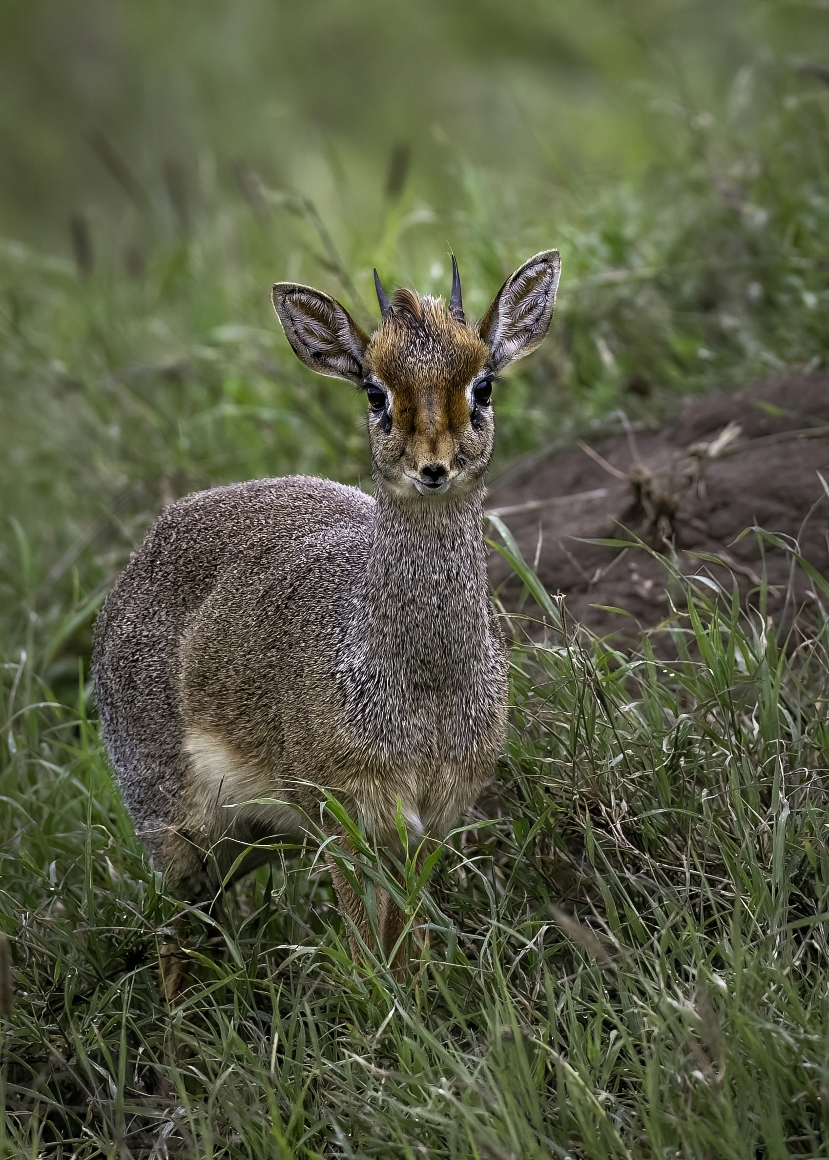 Dik-dik (Madoqua)