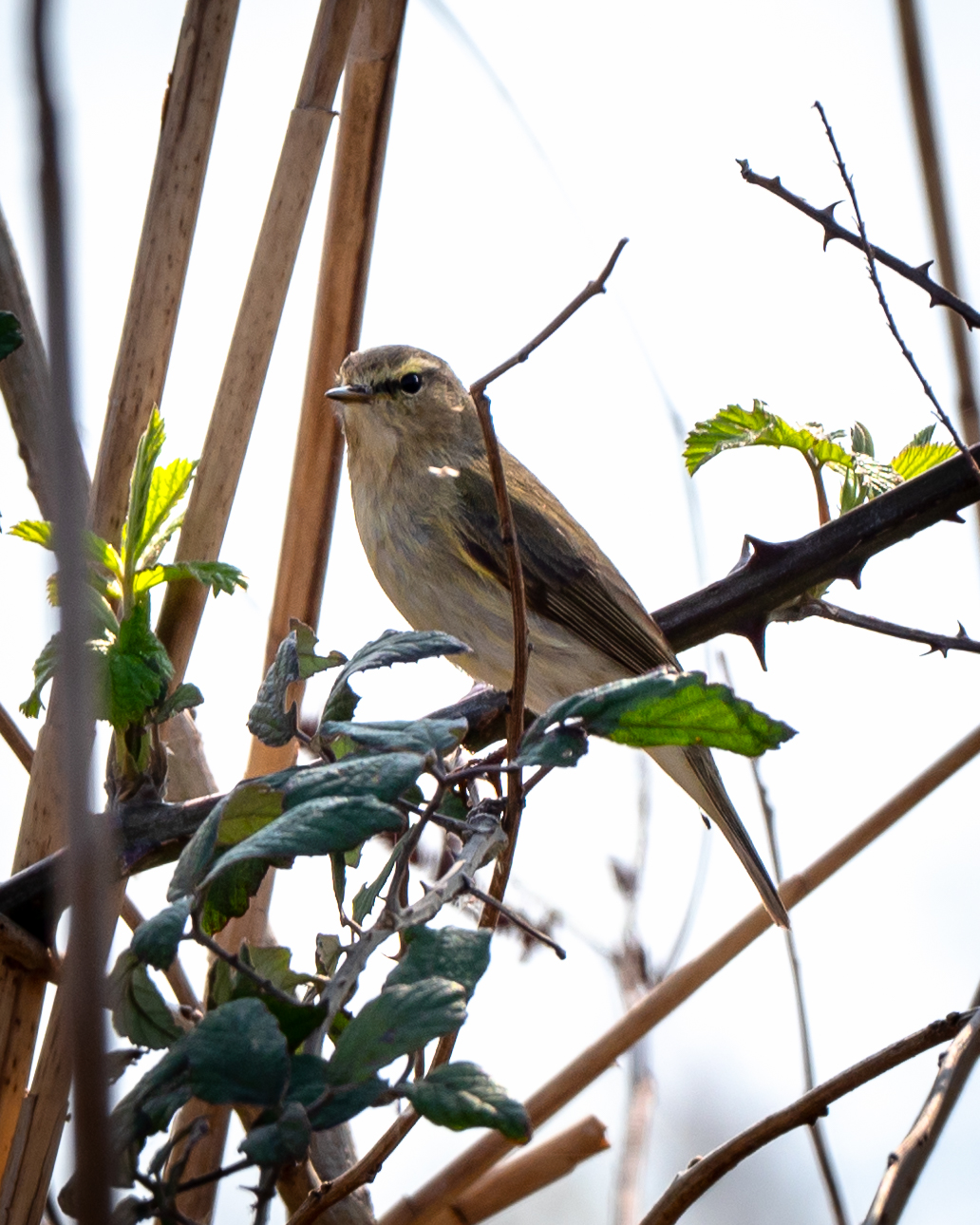 Chiffchaff
