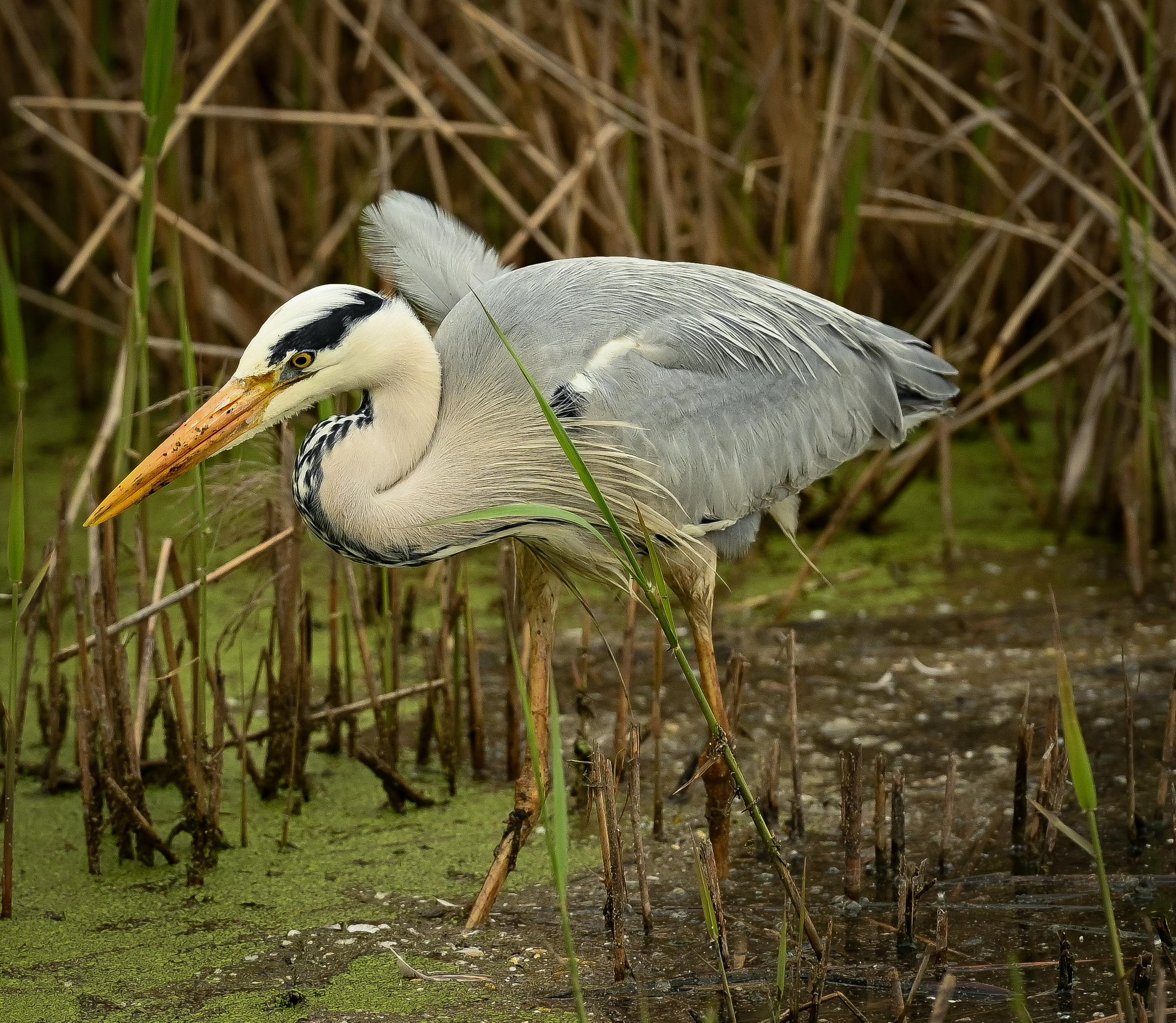GREY HERON