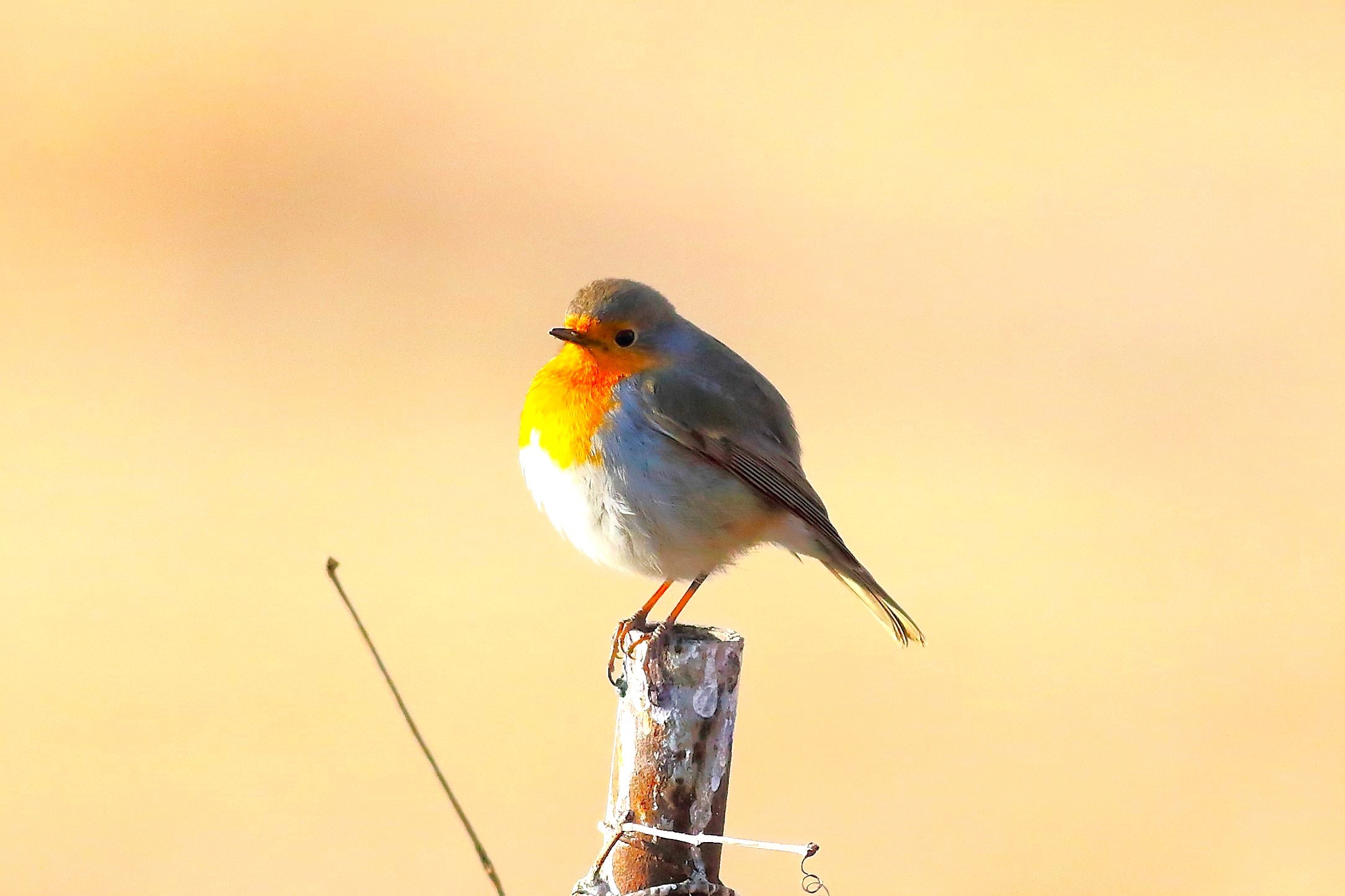 Robin 23 January 2024 - 6255