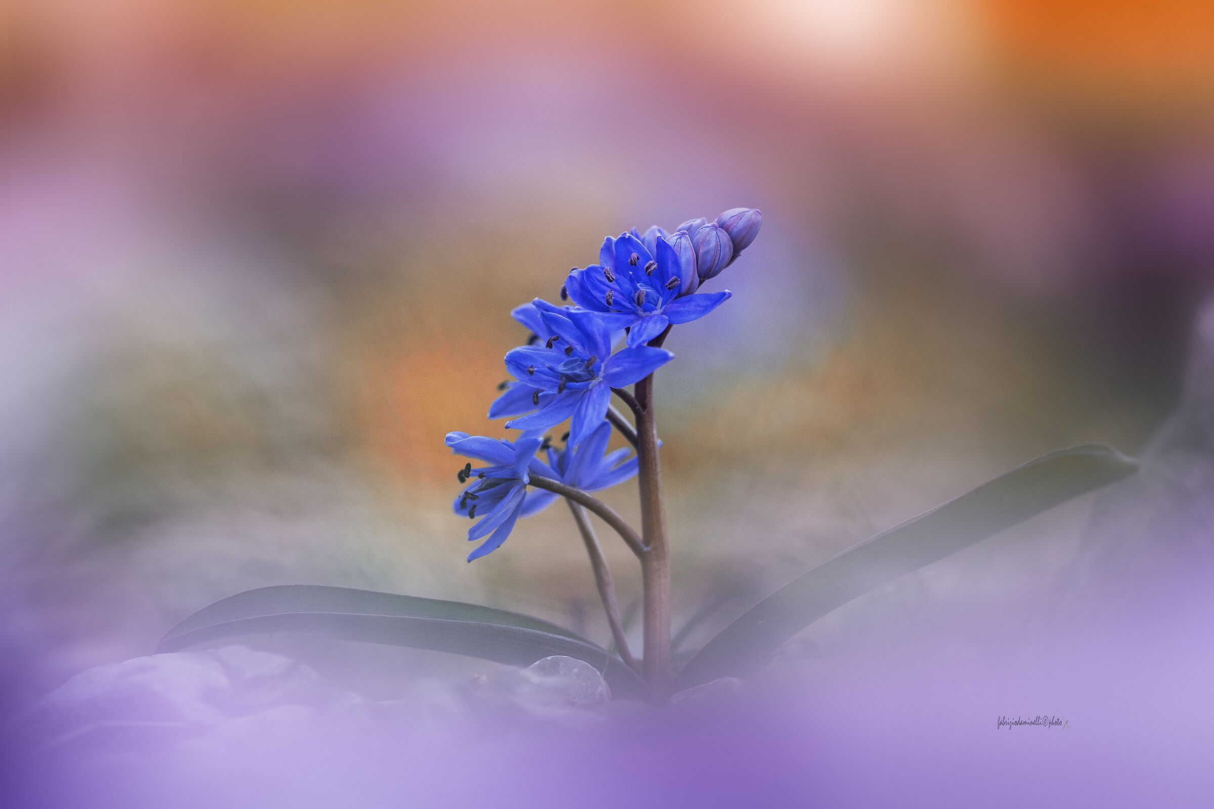 Scilla bifolia