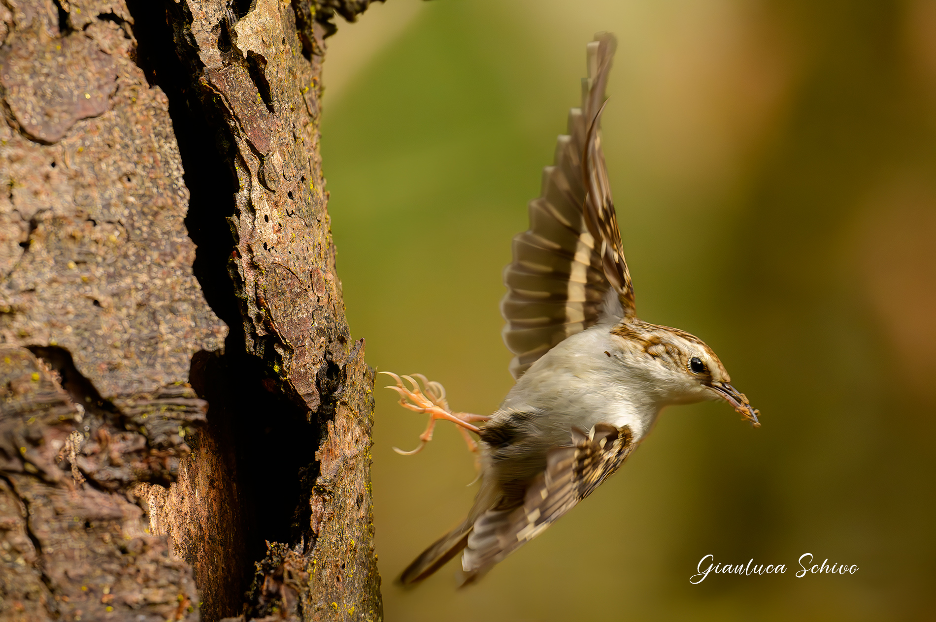 Alpine Climbing Boat