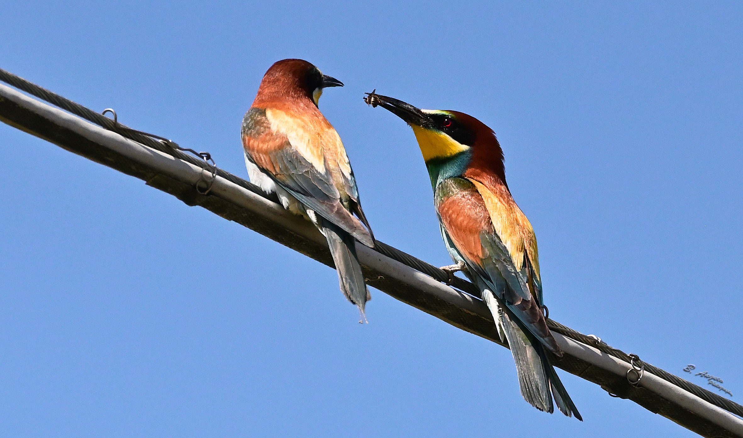 " il dono "   Gruccioni