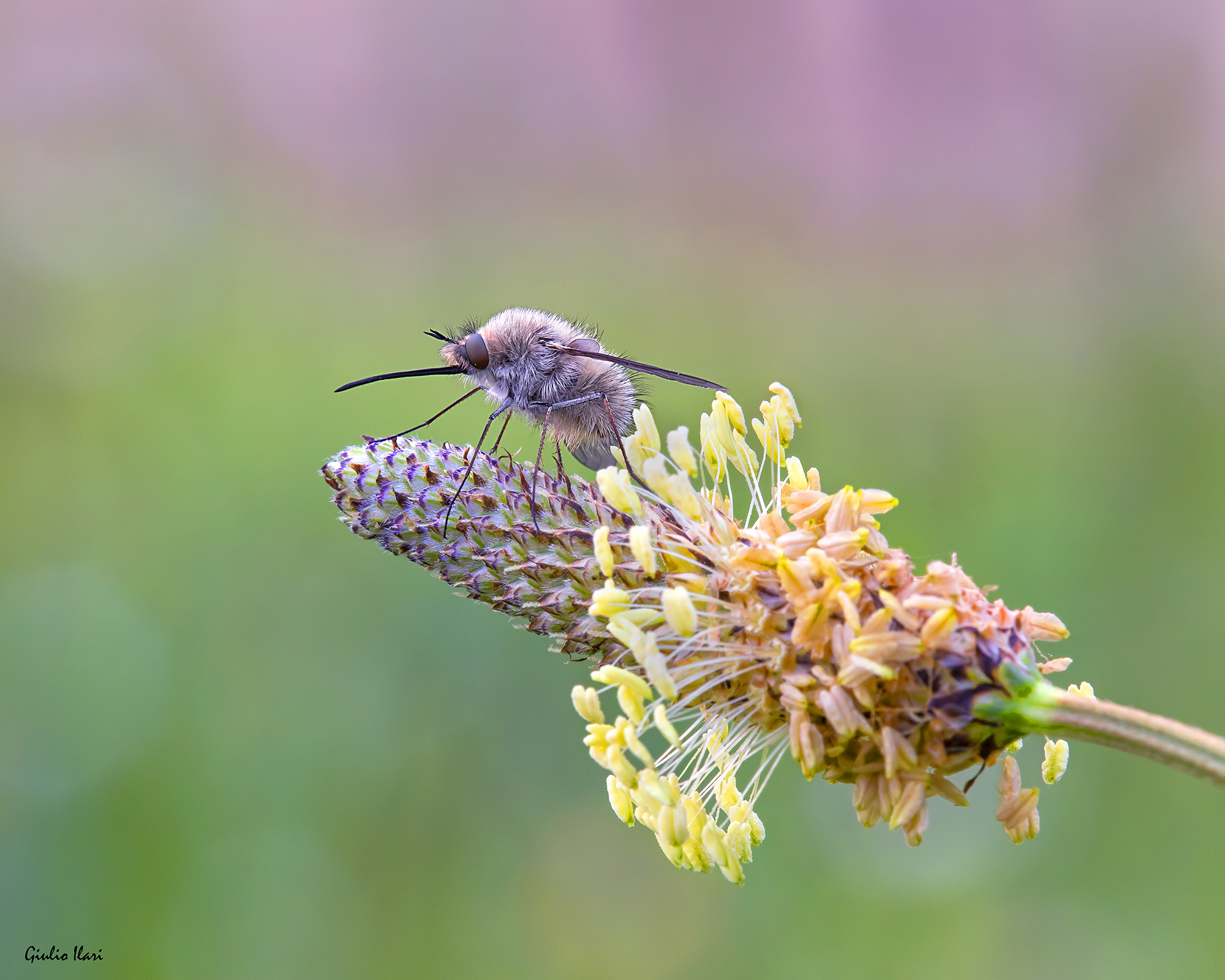 Bombyliidae sp. z o.o.