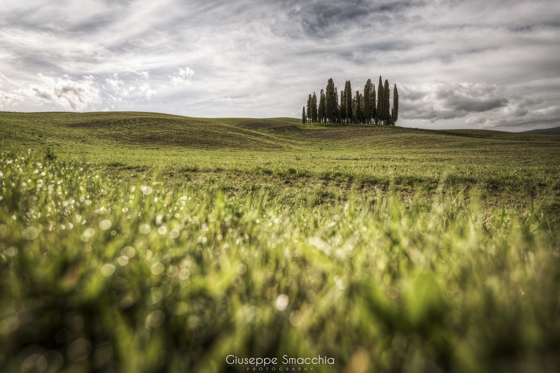 Cypresses San Quirico D'Orcia