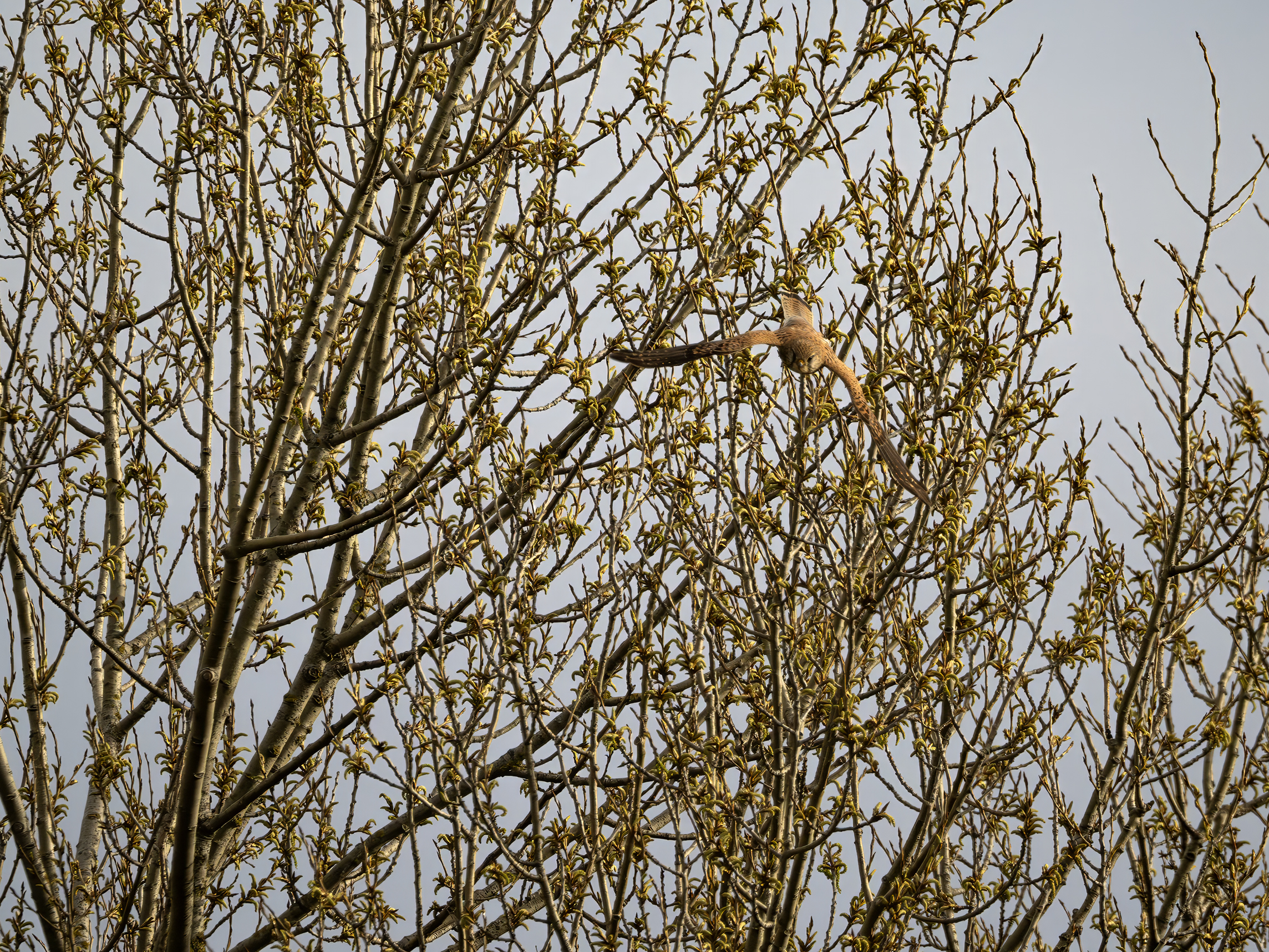 Falco tinnunculus