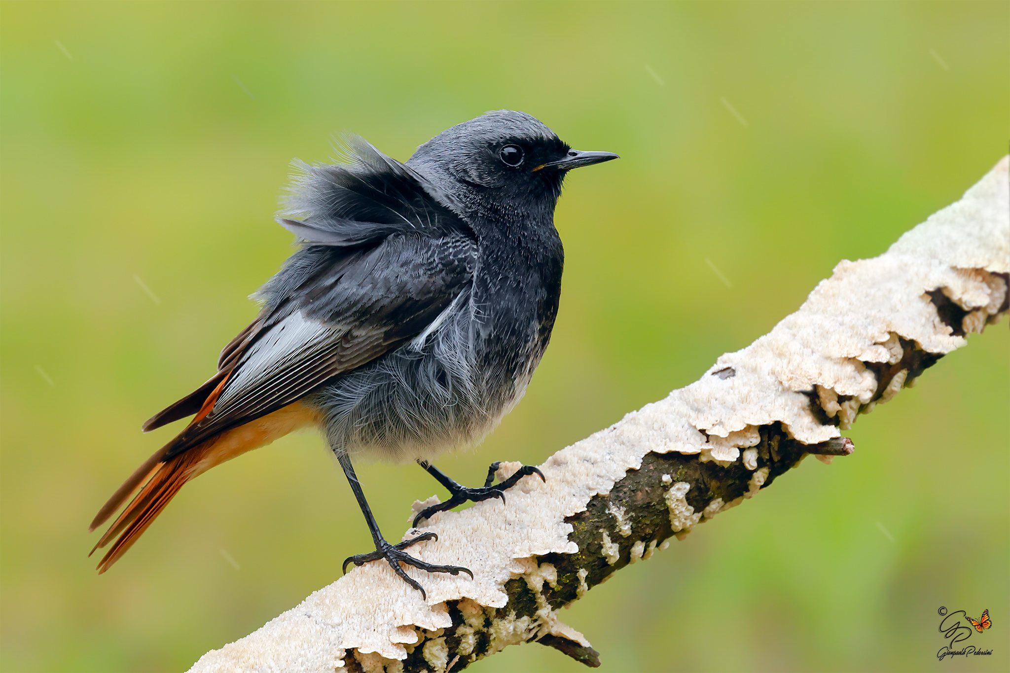 Spettinato dal vento
