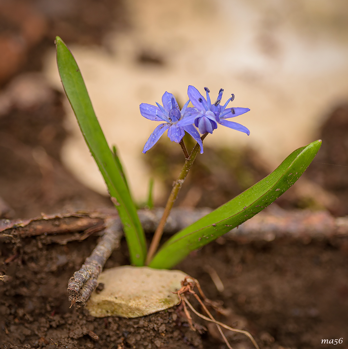 Scilla bifolia